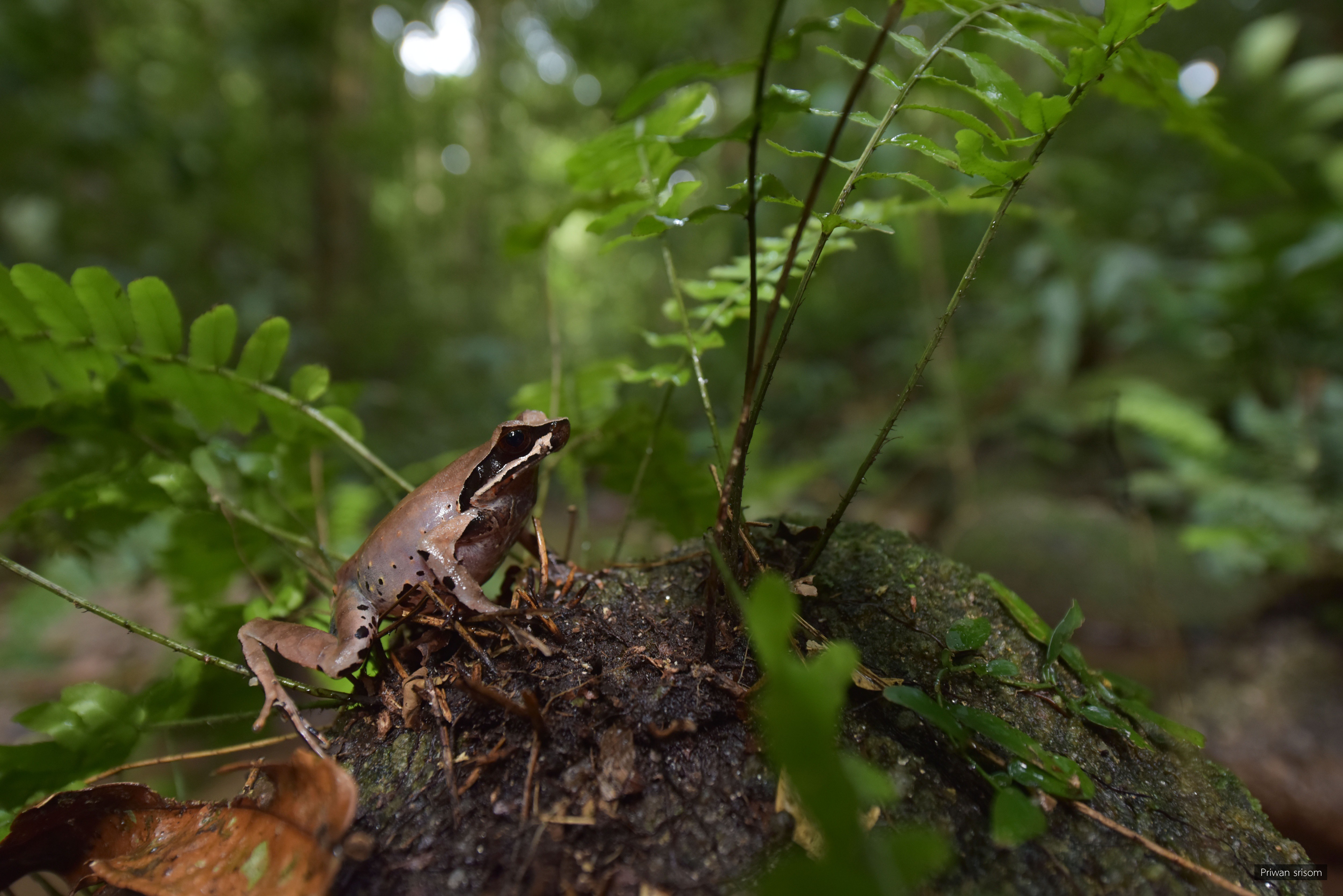 Megophrys major
