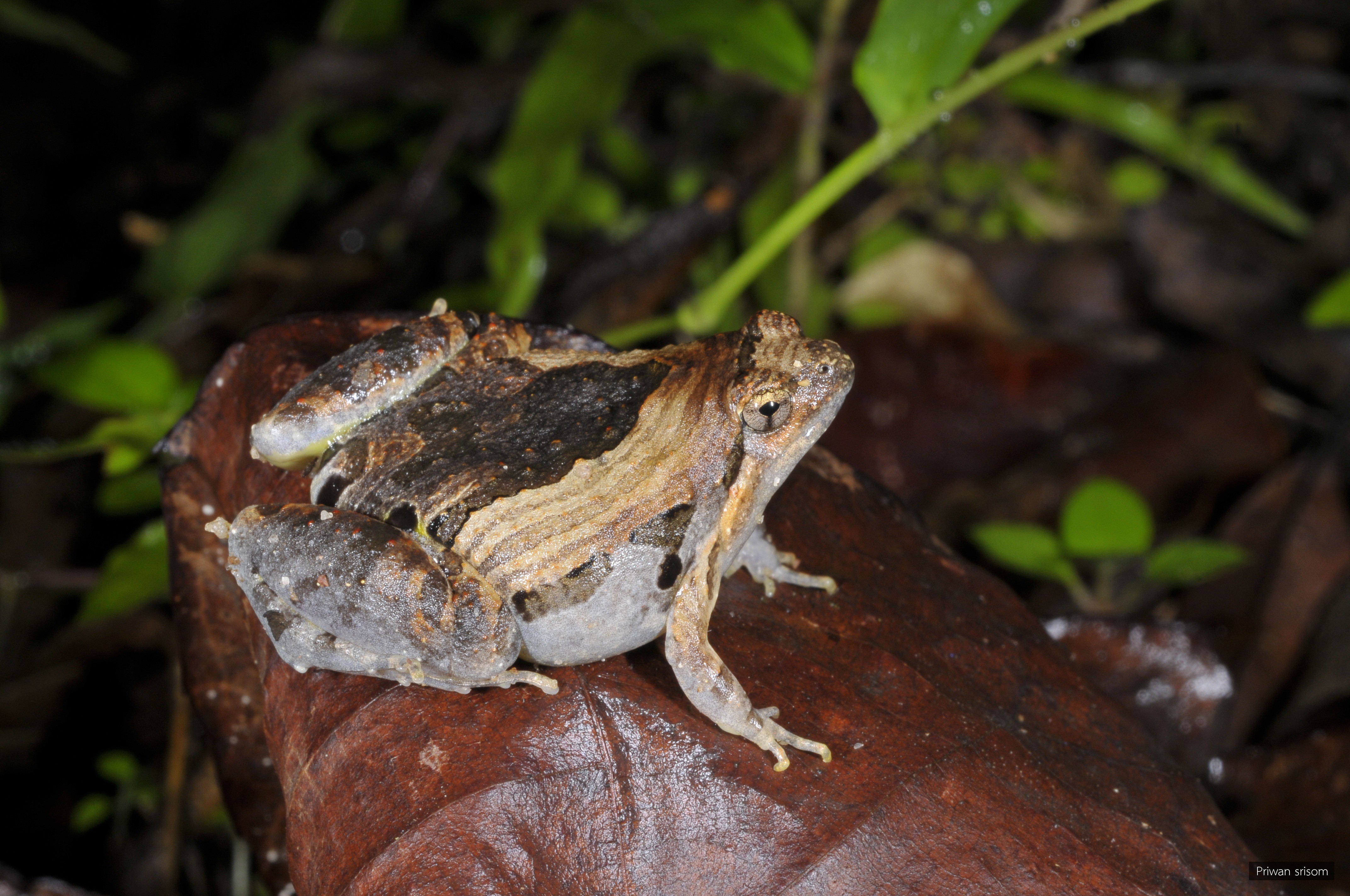 Microhyla pulchra