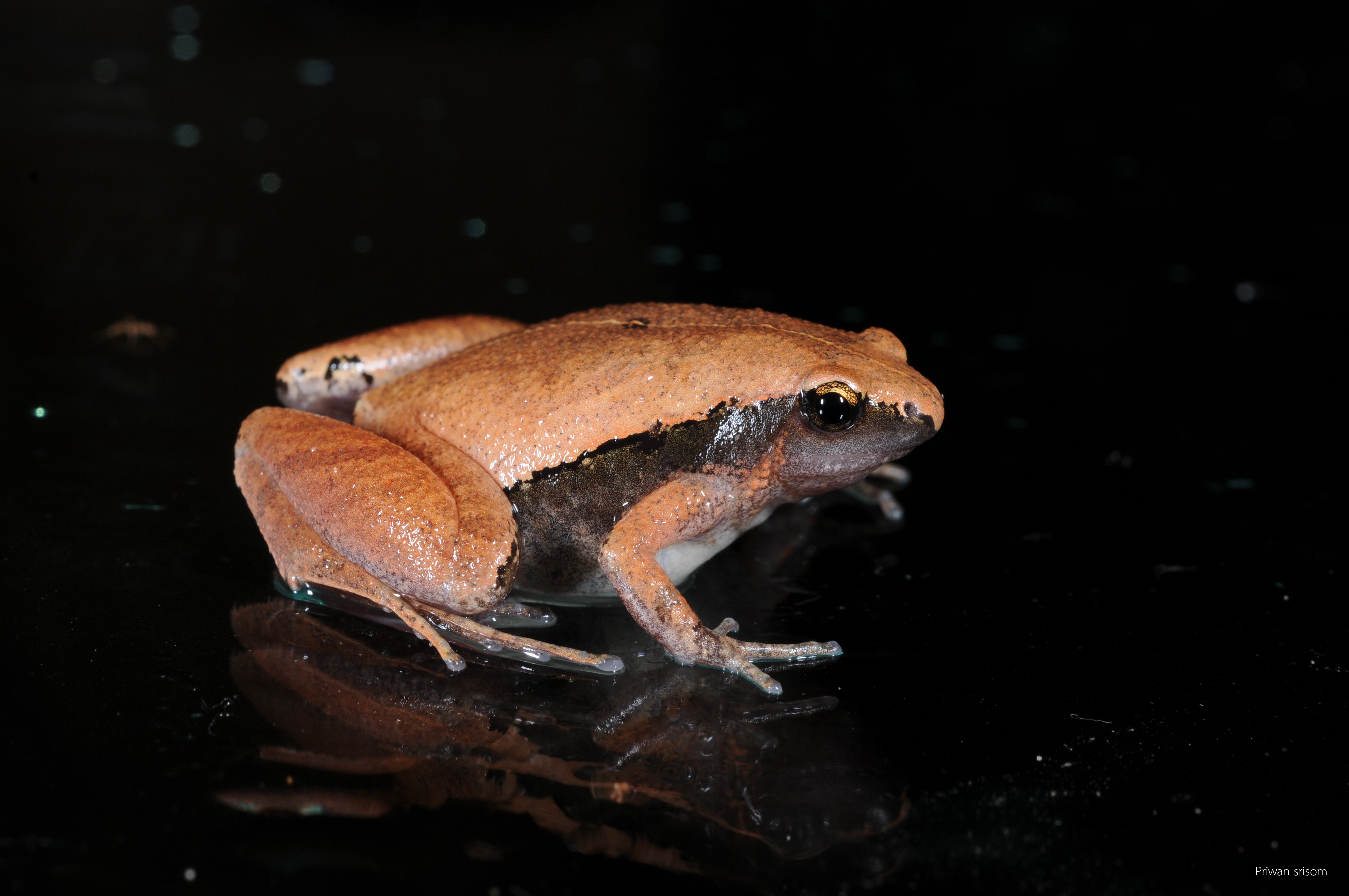 Microhyla heymonsi