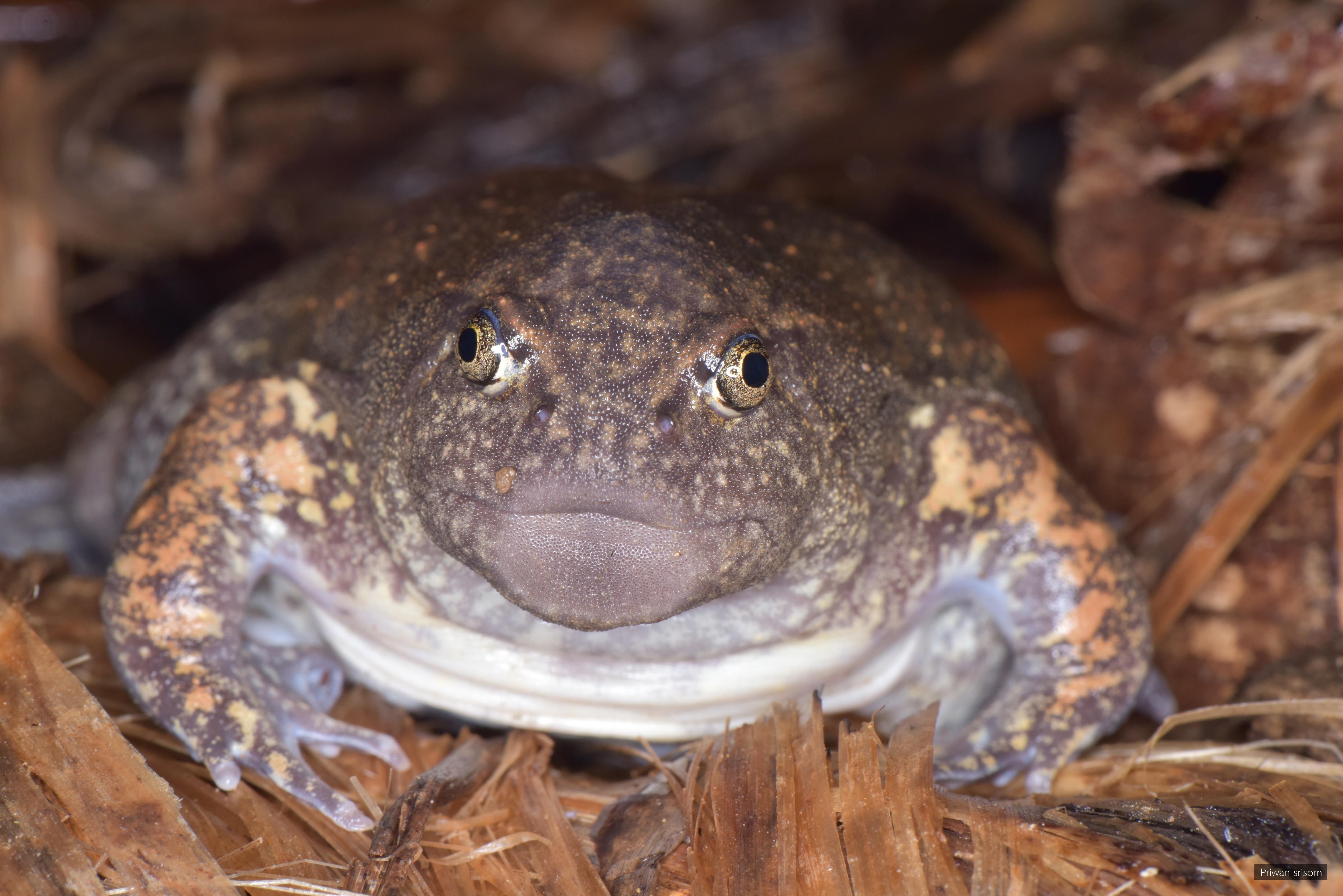 Glyphoglossus molossus