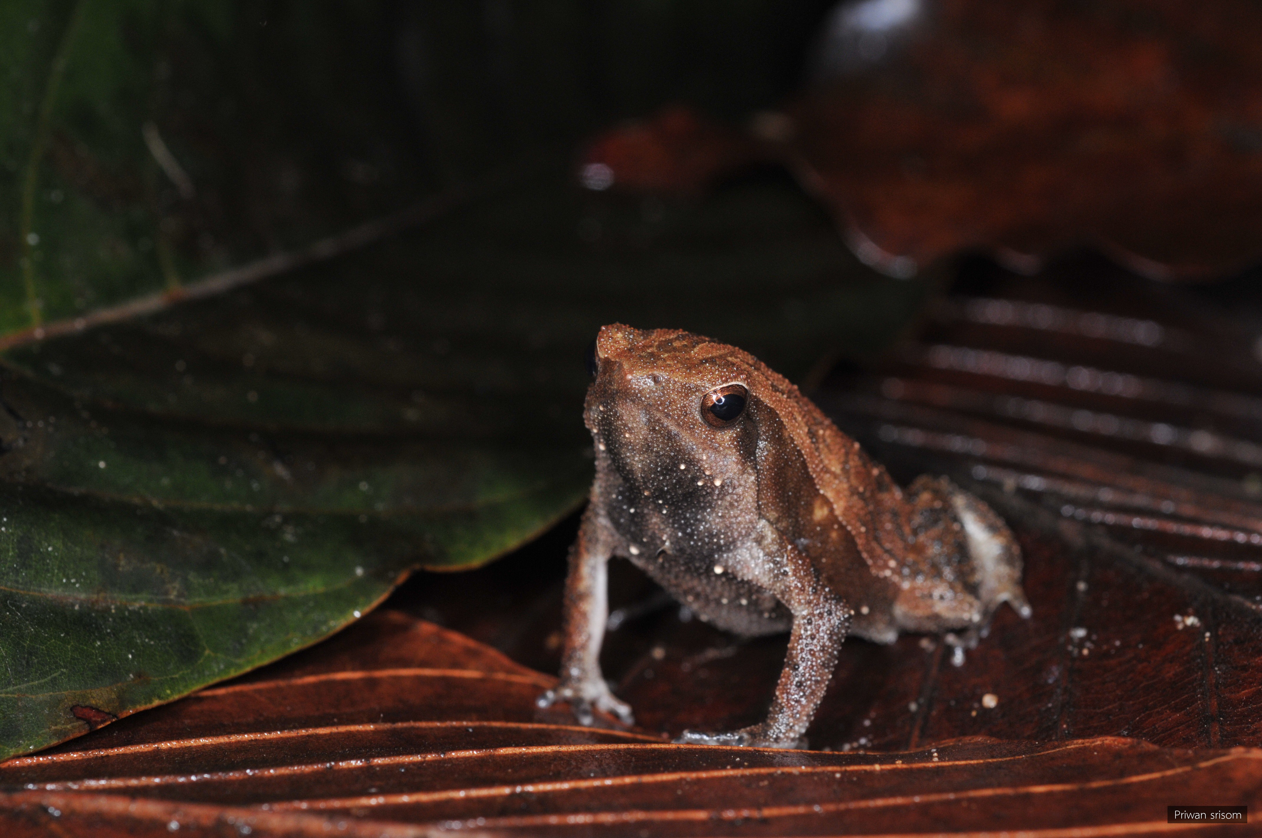Kalophrynus interlineatus