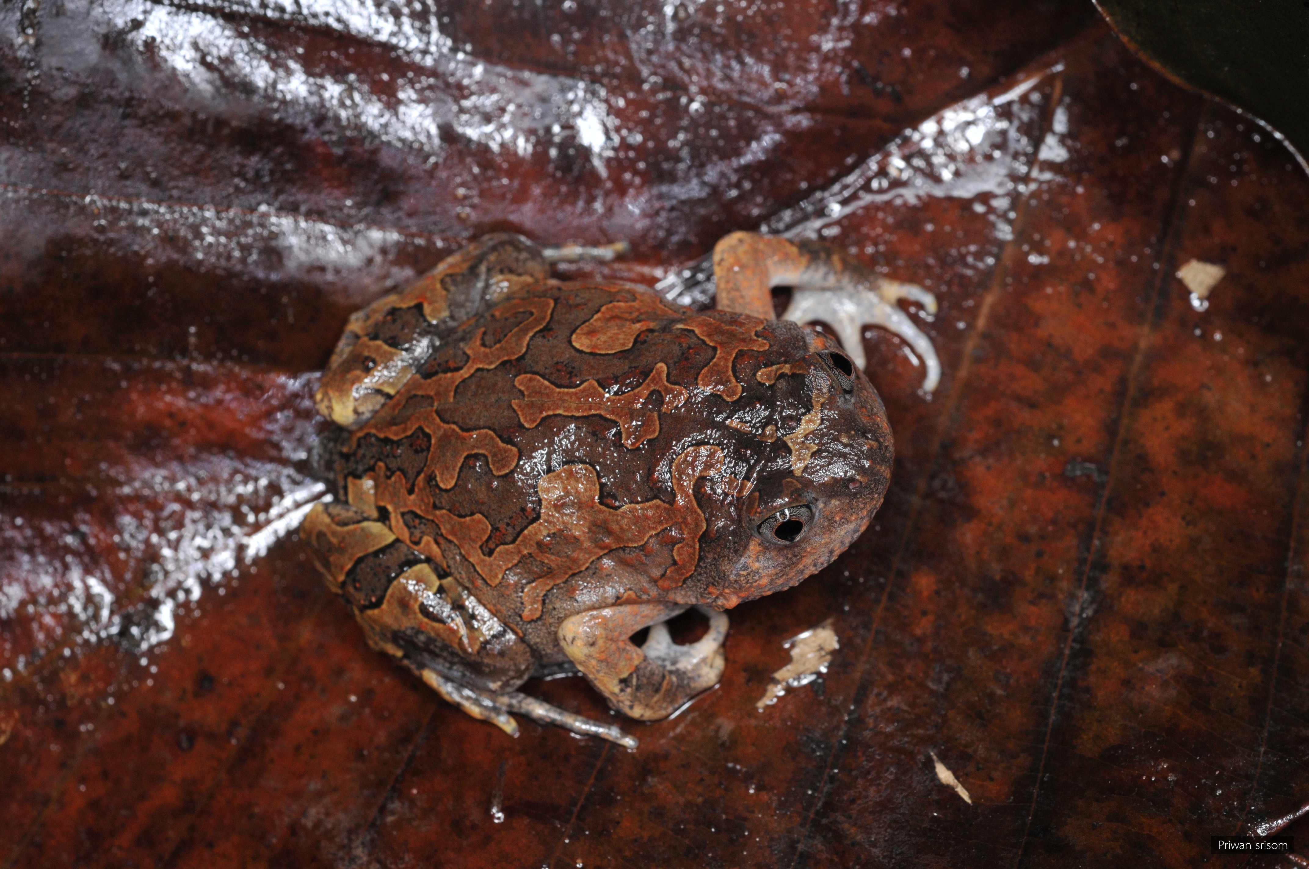 Glyphoglossus guttulatus