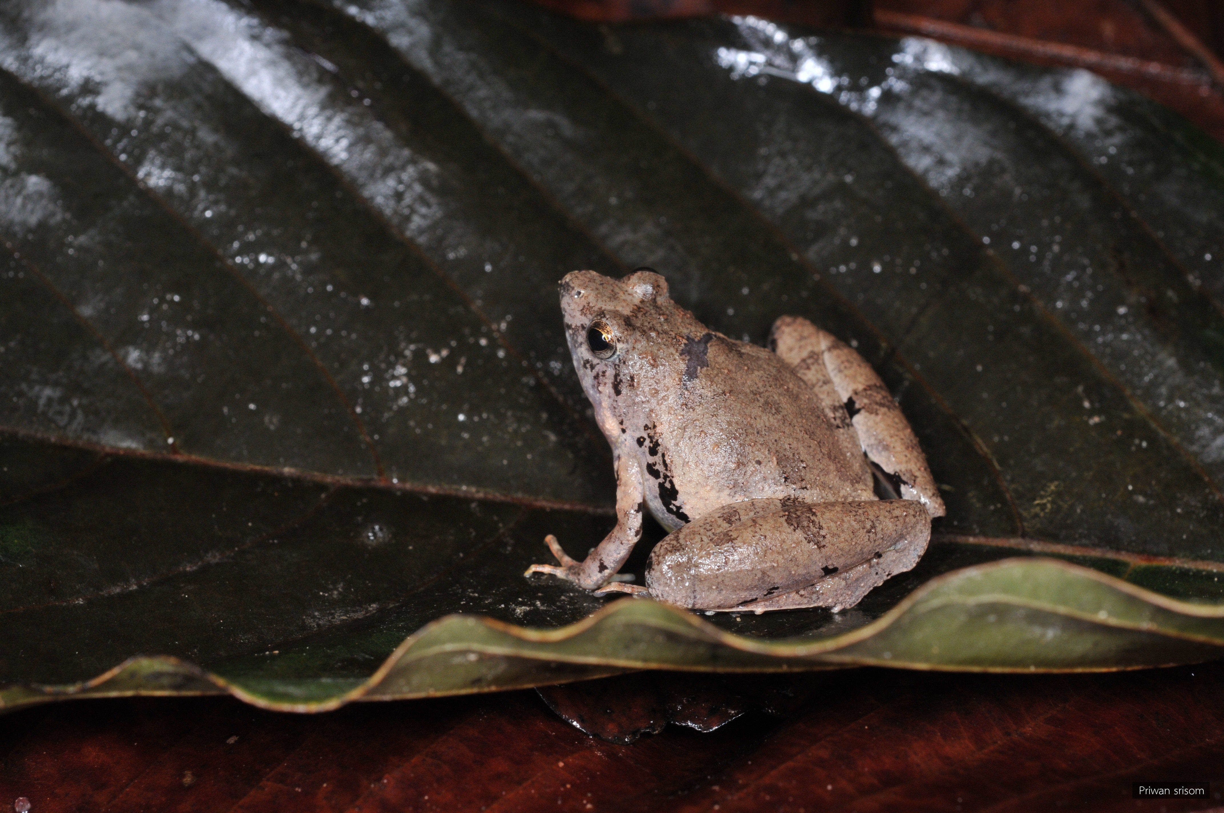 Microhyla berdmorei