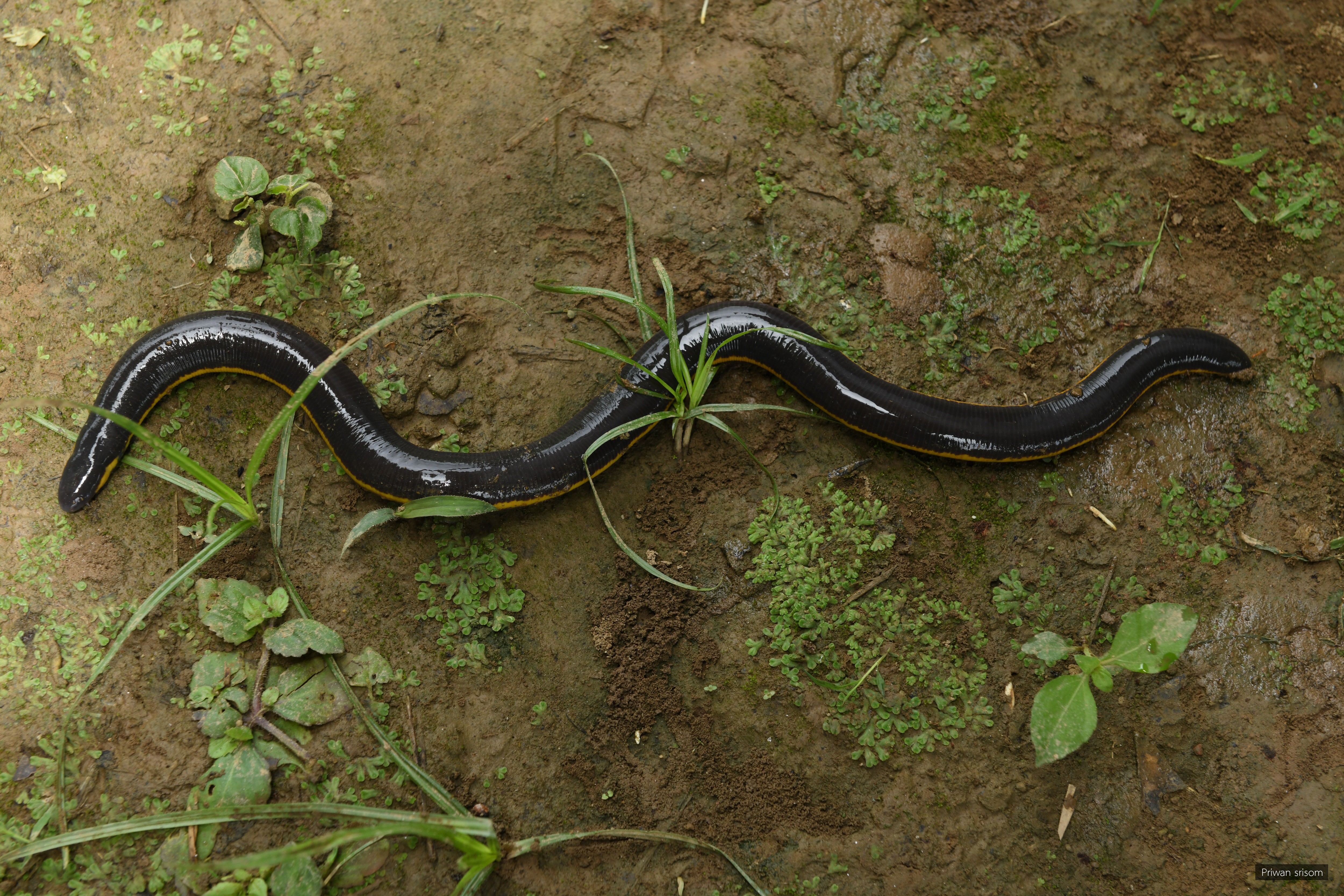 Ichthyophis kohtaoensis