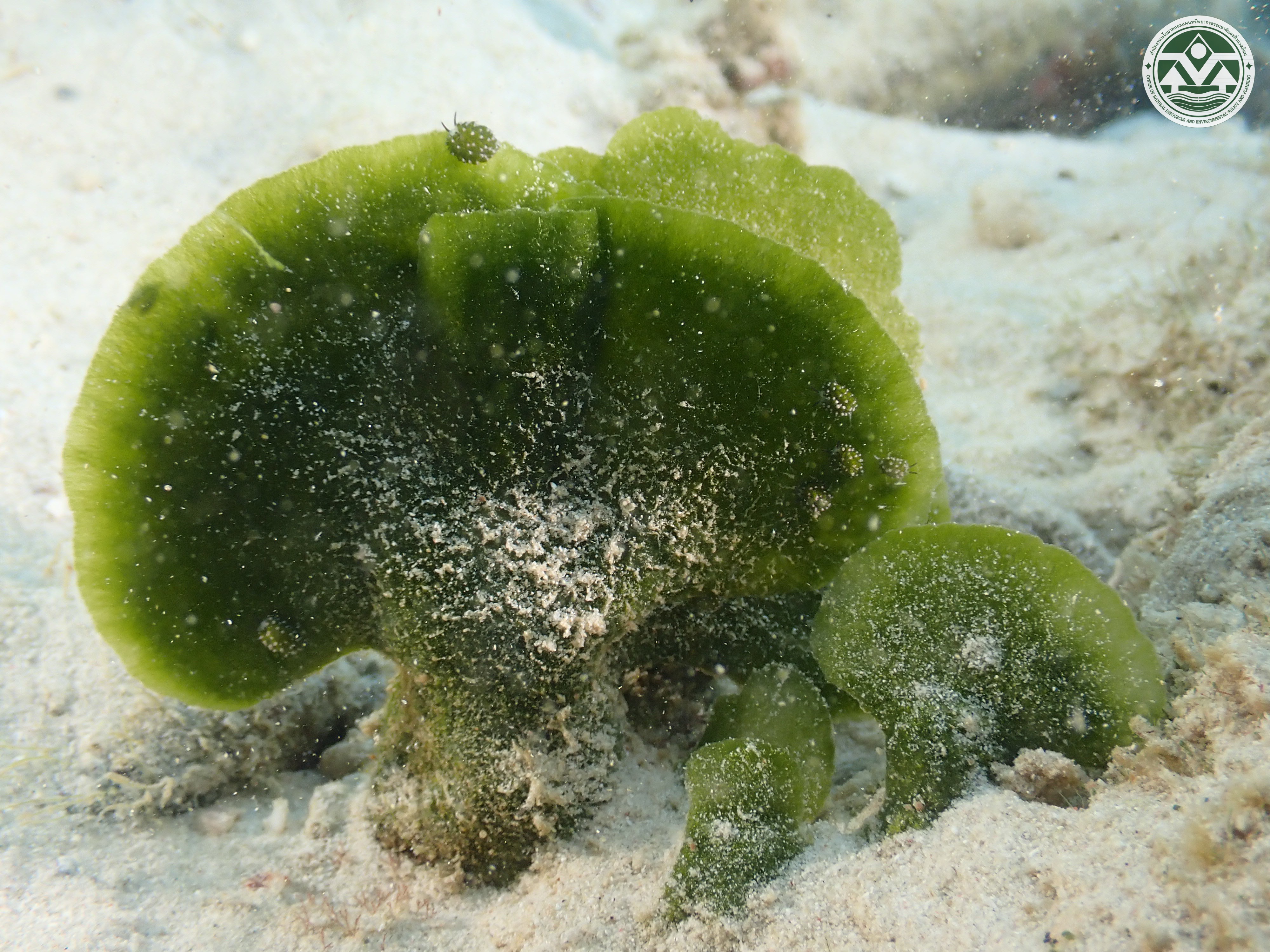 Avrainvillea erecta