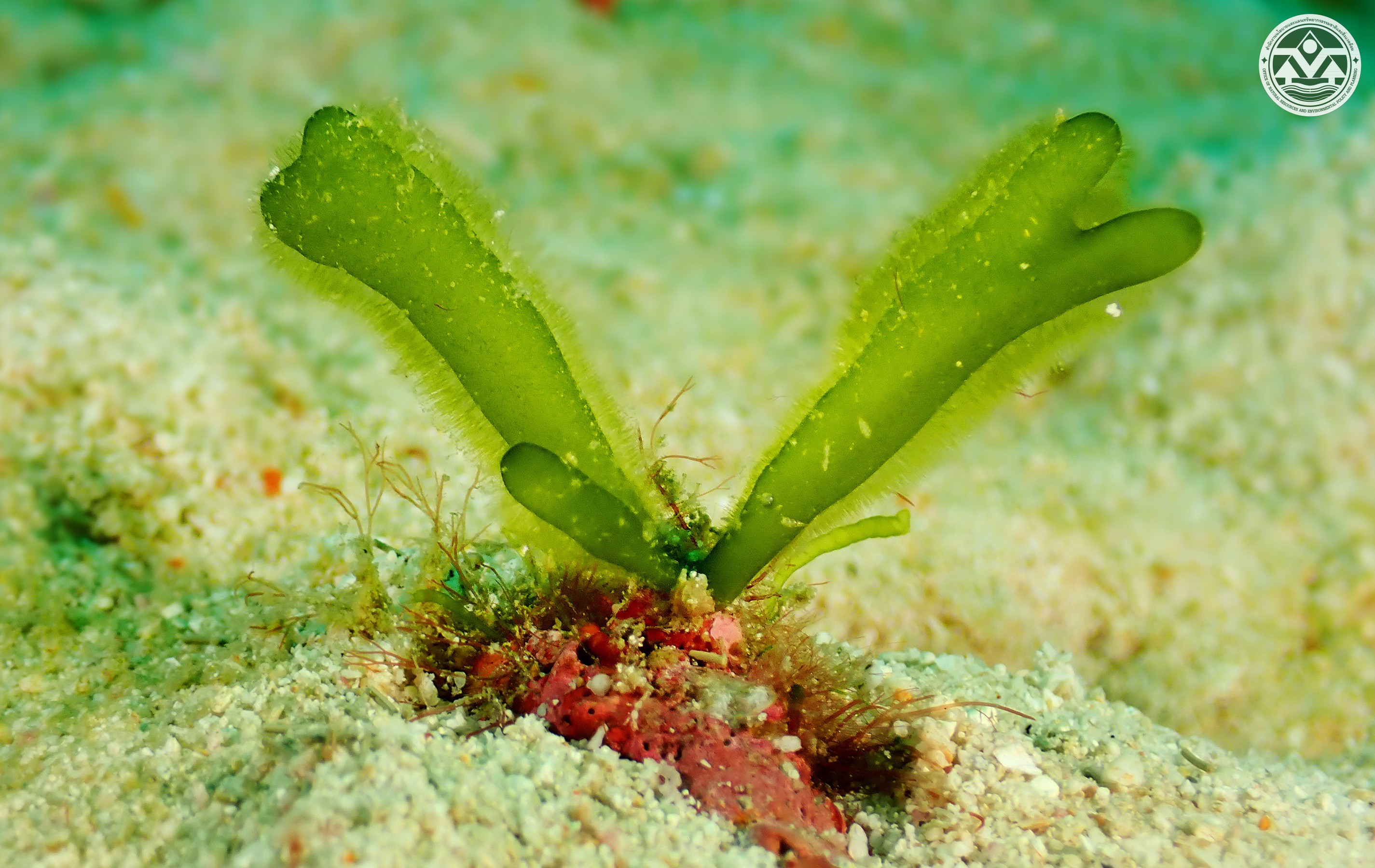 Codium tomentosum