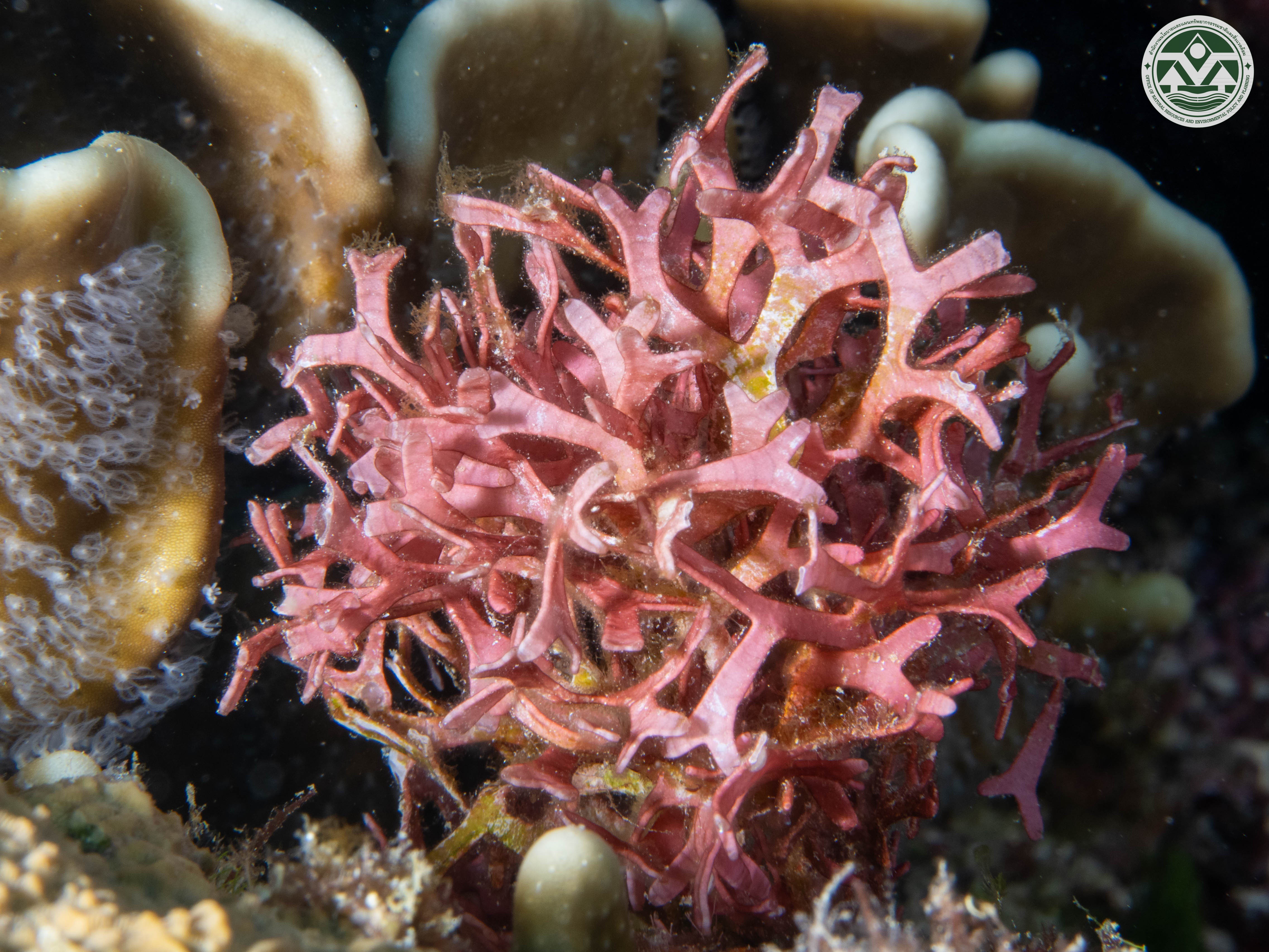 Dichotomaria marginata