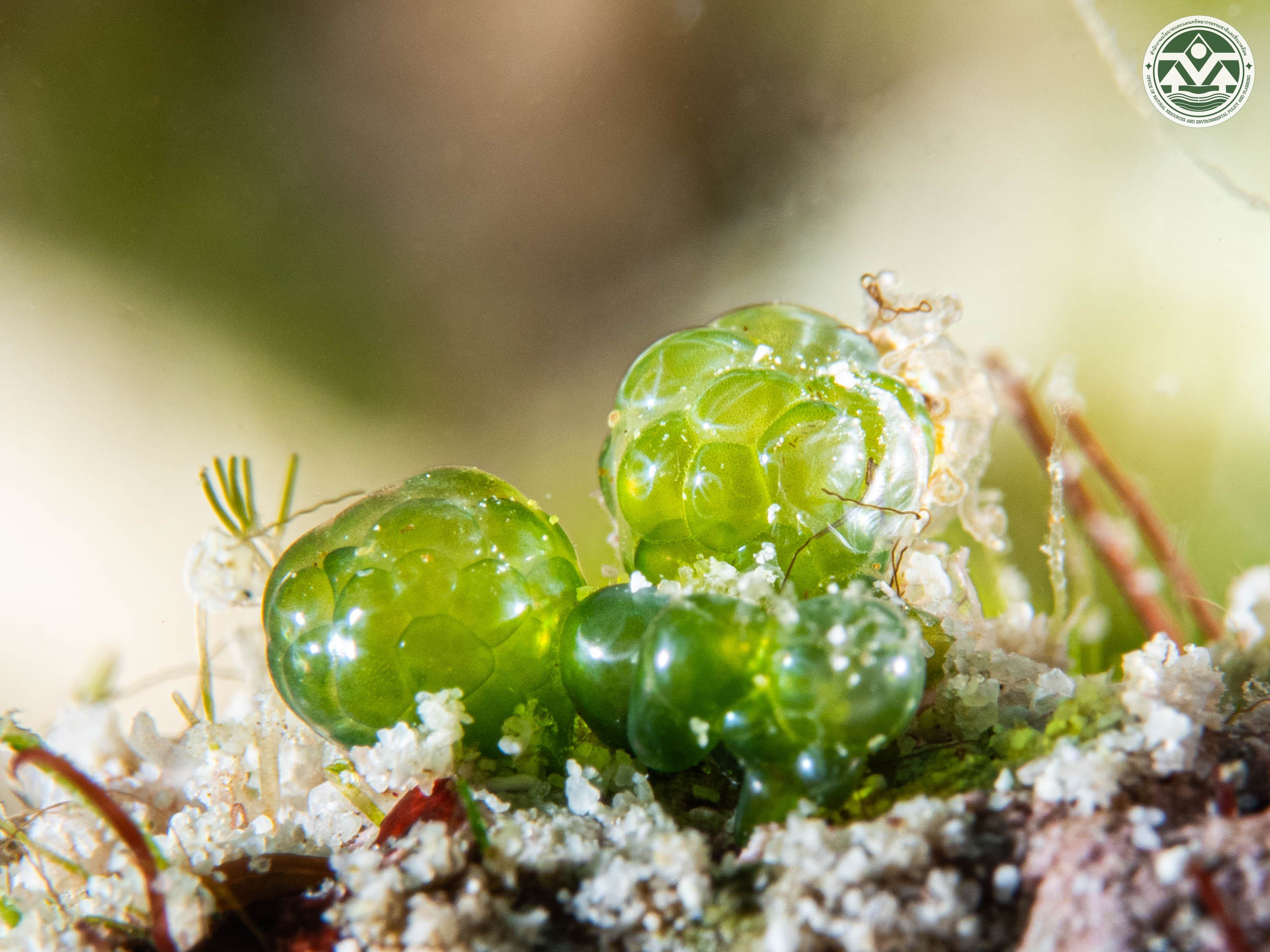 Dictyosphaeria cavernosa