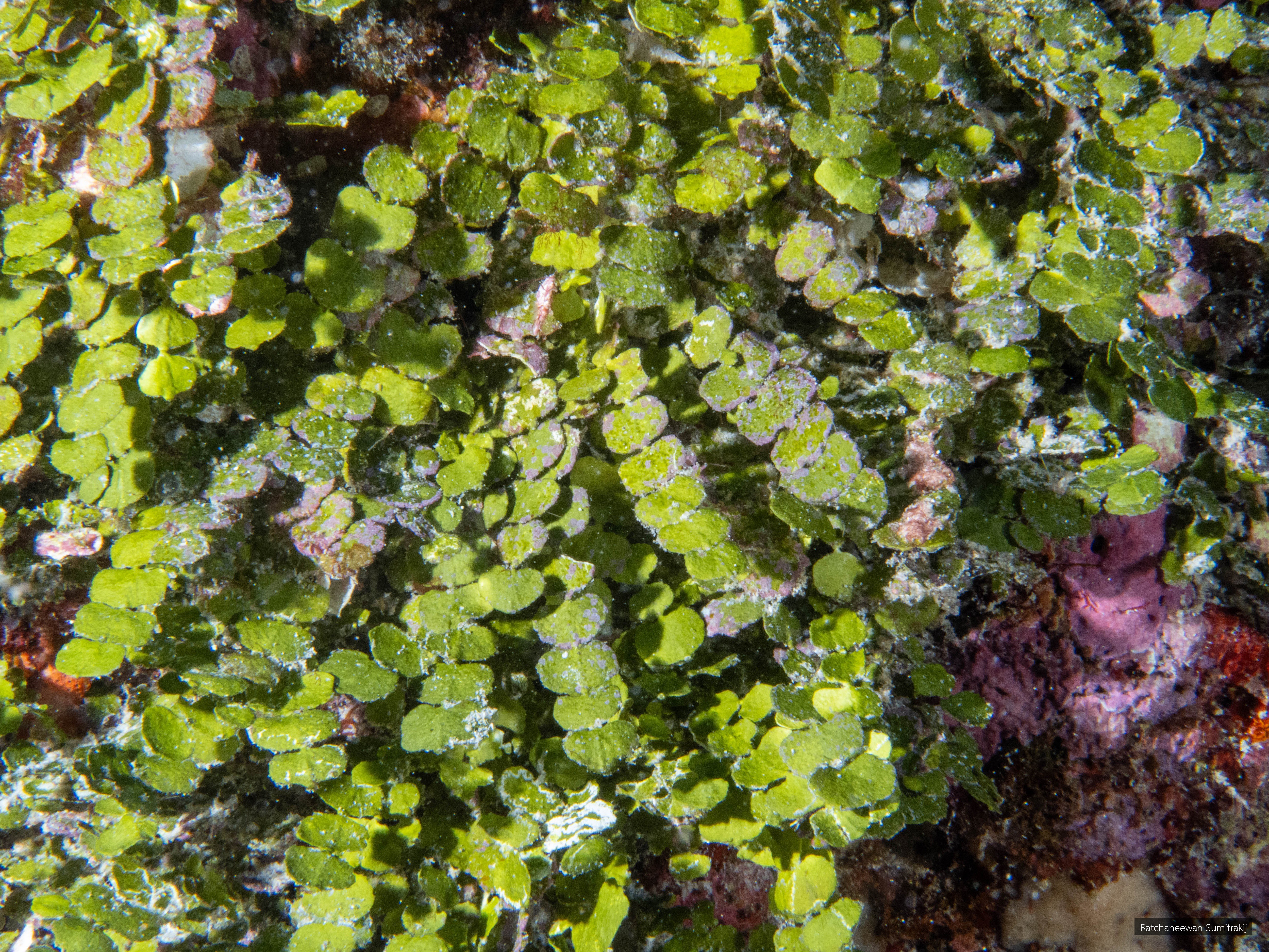 Halimeda micronesica