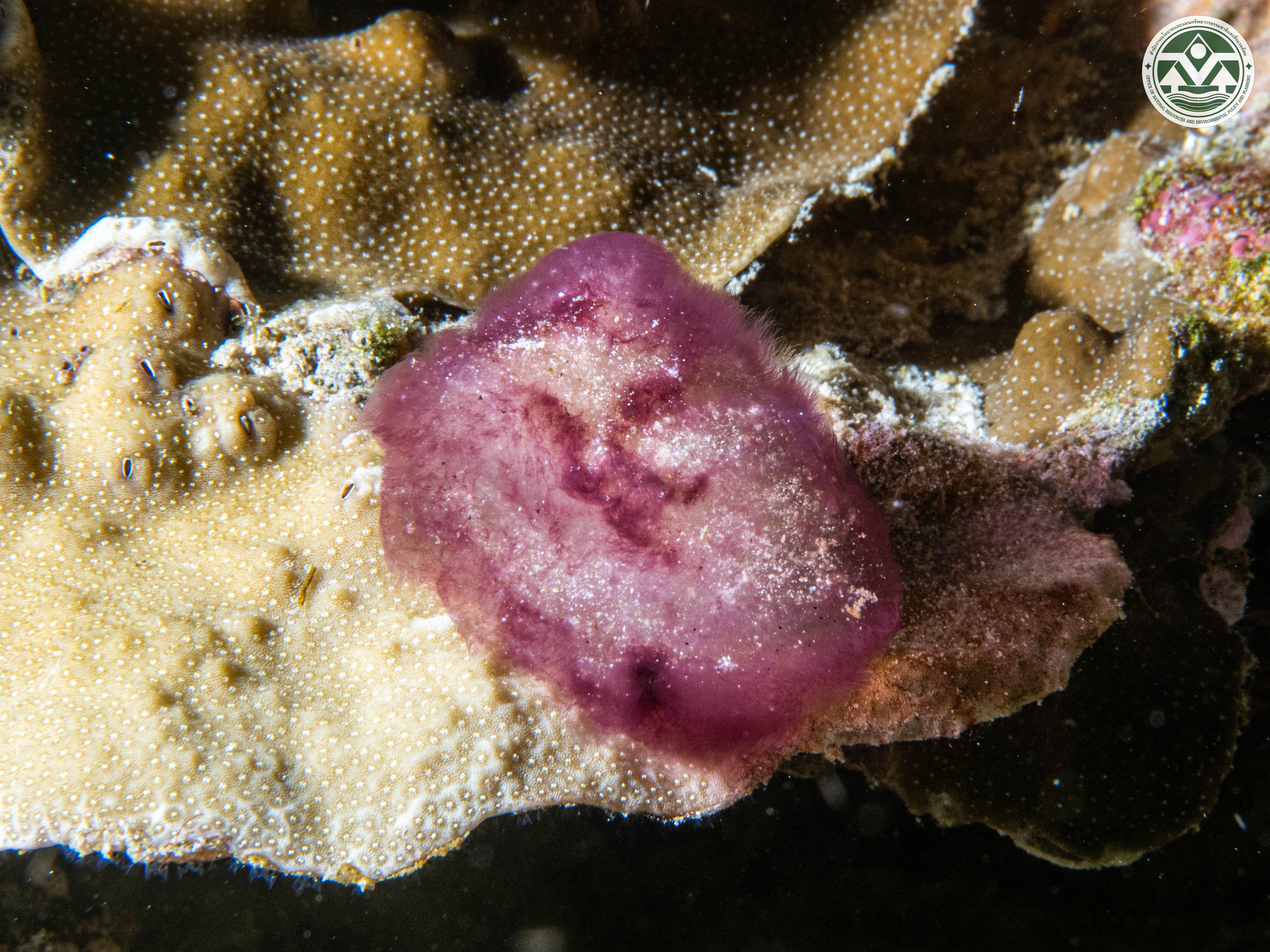 Leptolyngbya crosbyana