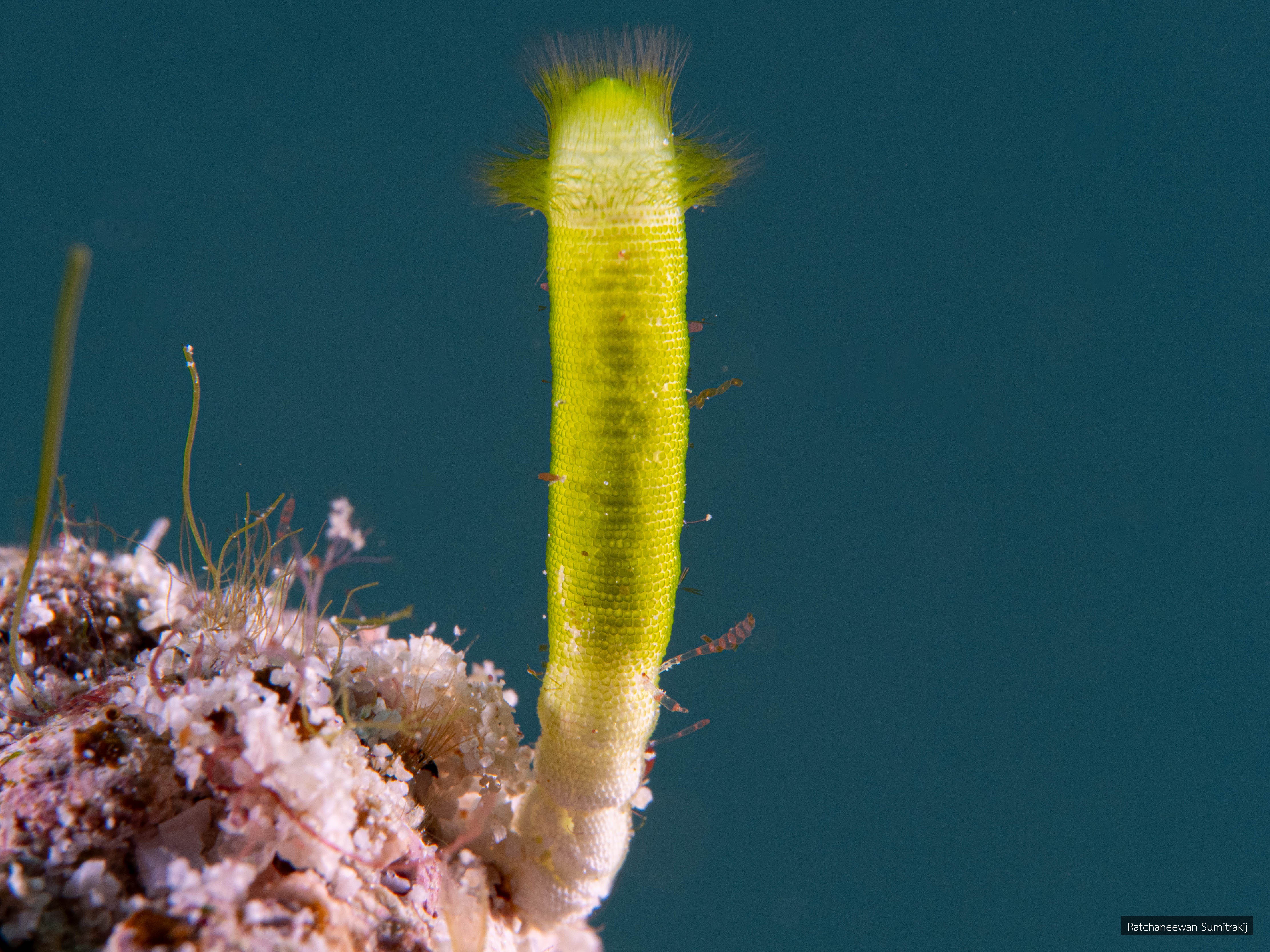 Neomeris annulata
