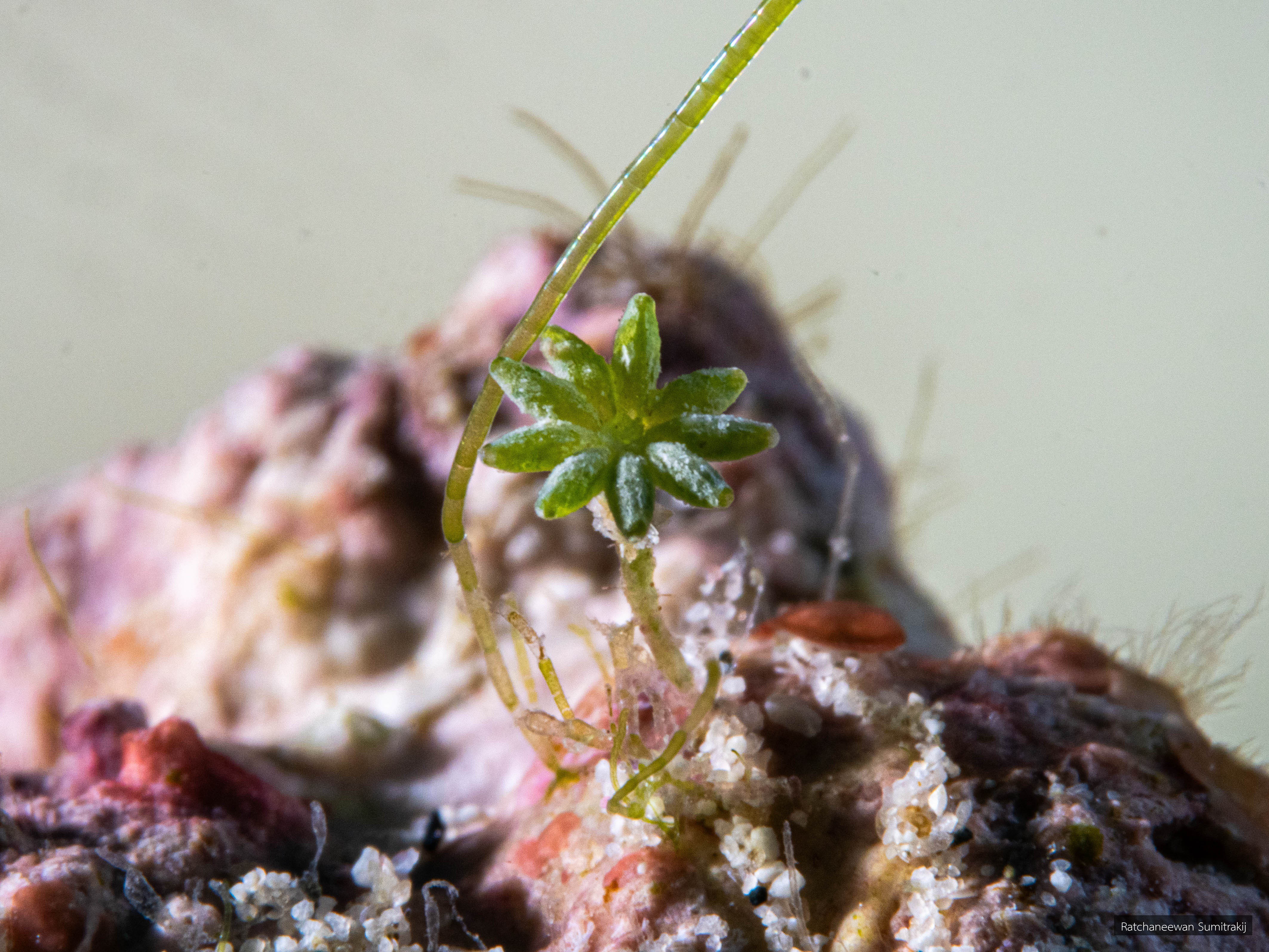Parvocaulis exiguus