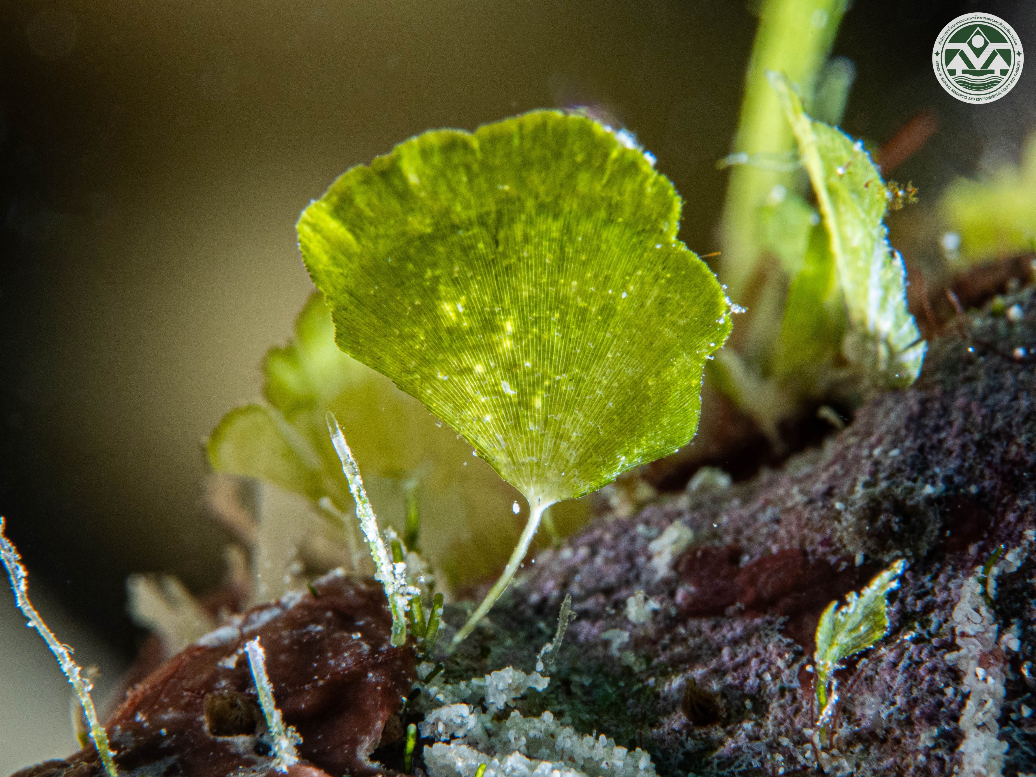 Rhipidosiphon javensis