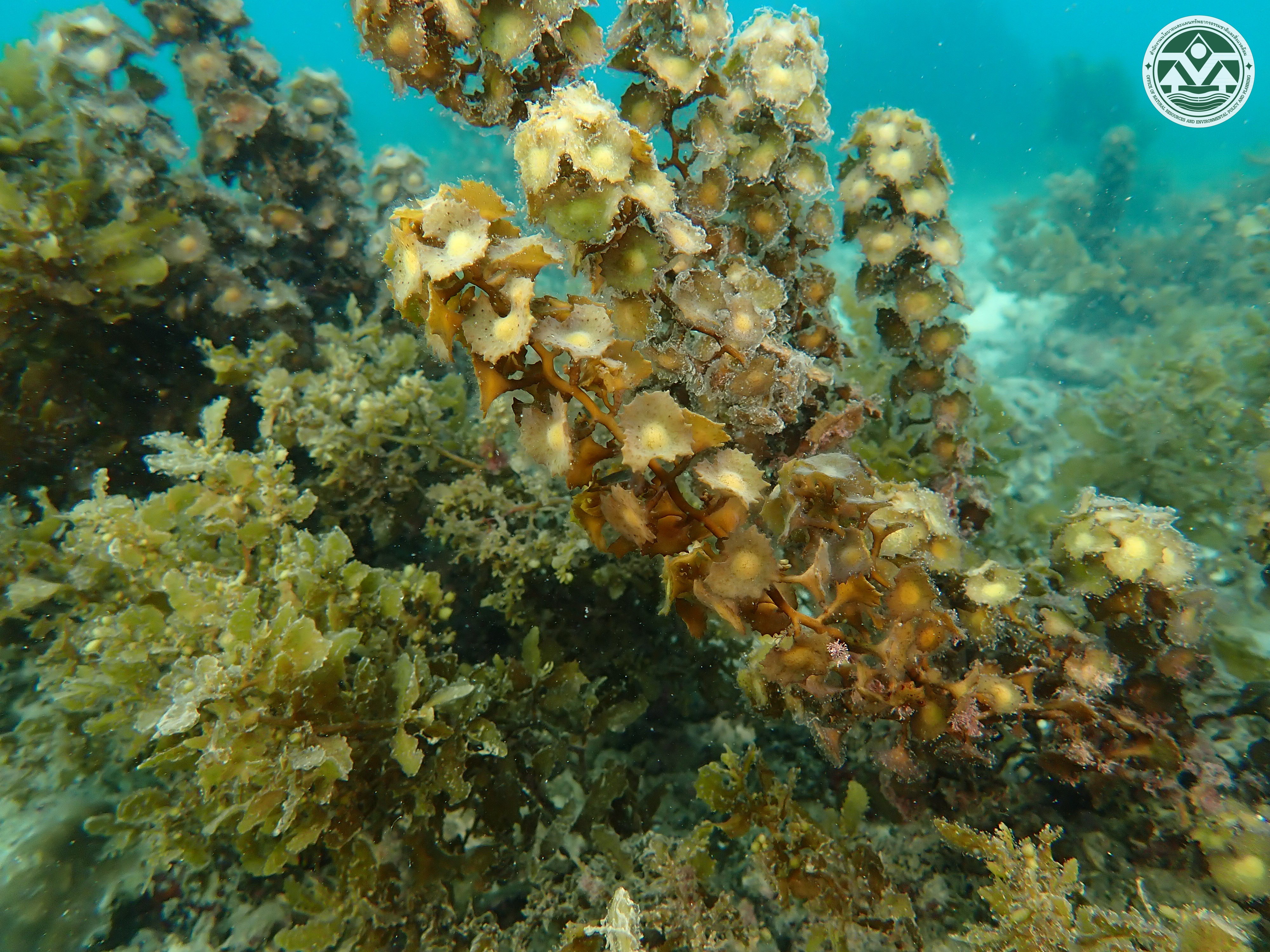 Turbinaria conoides