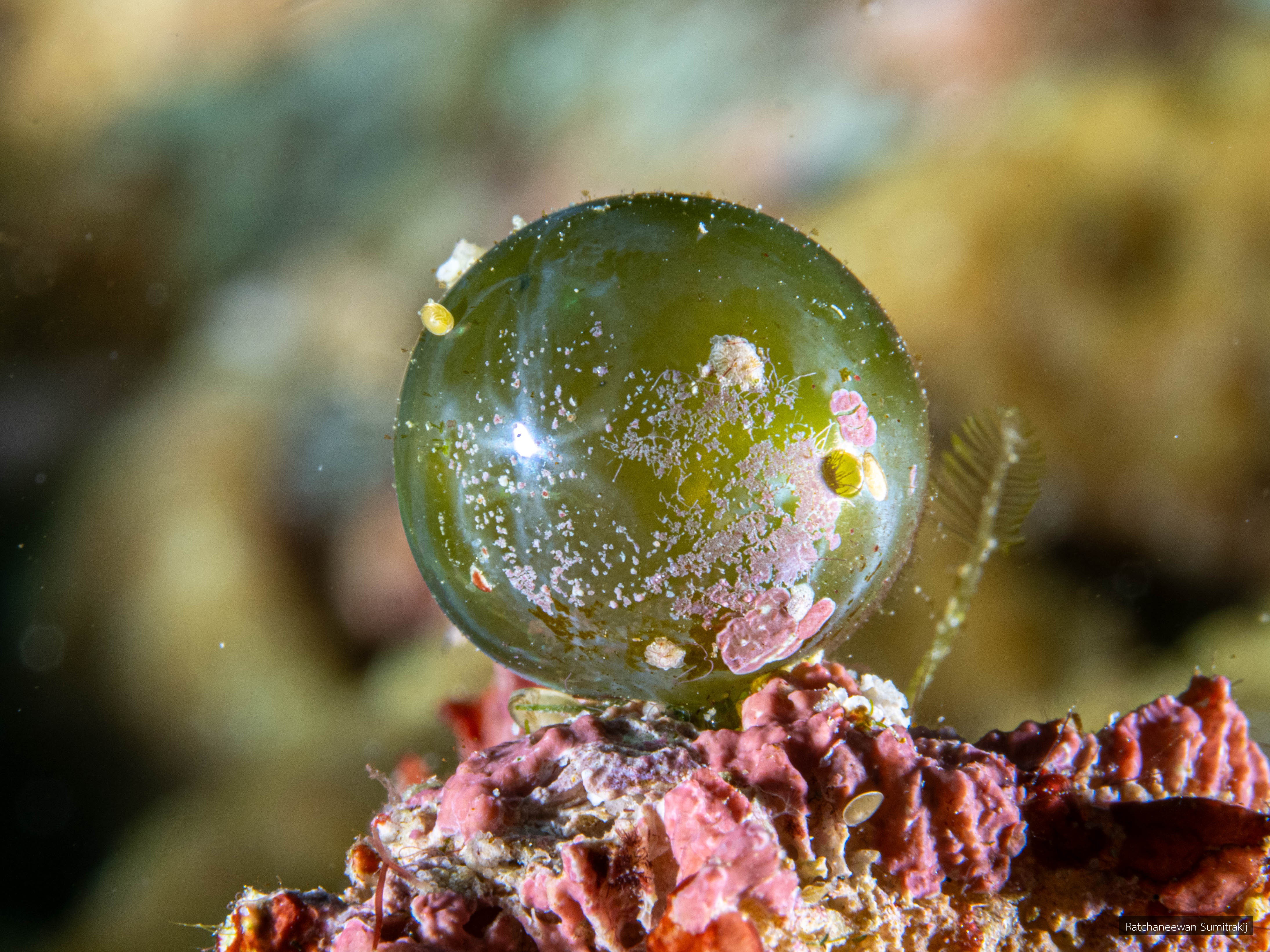 Valonia ventricosa