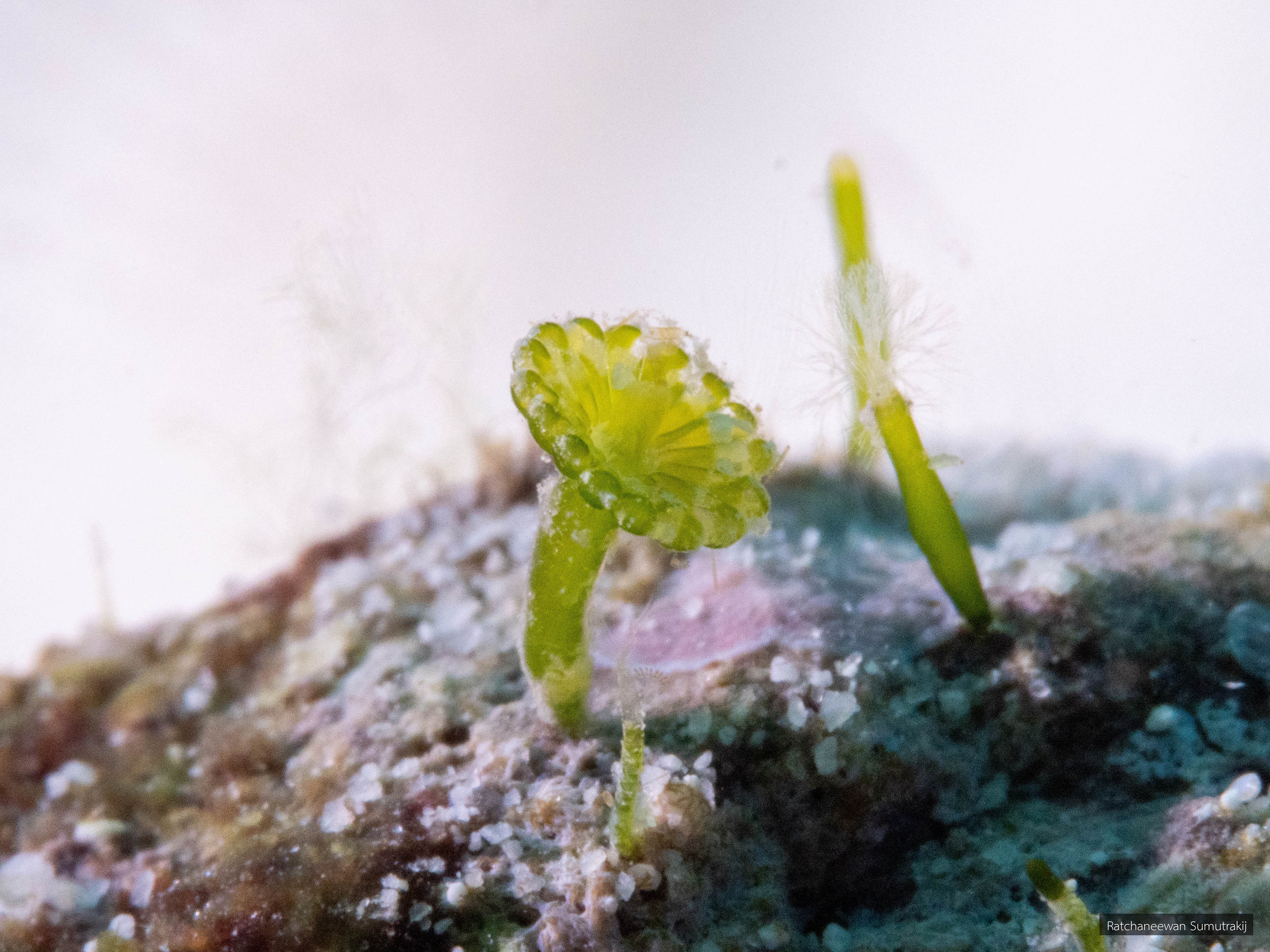 Parvocaulis parvulus