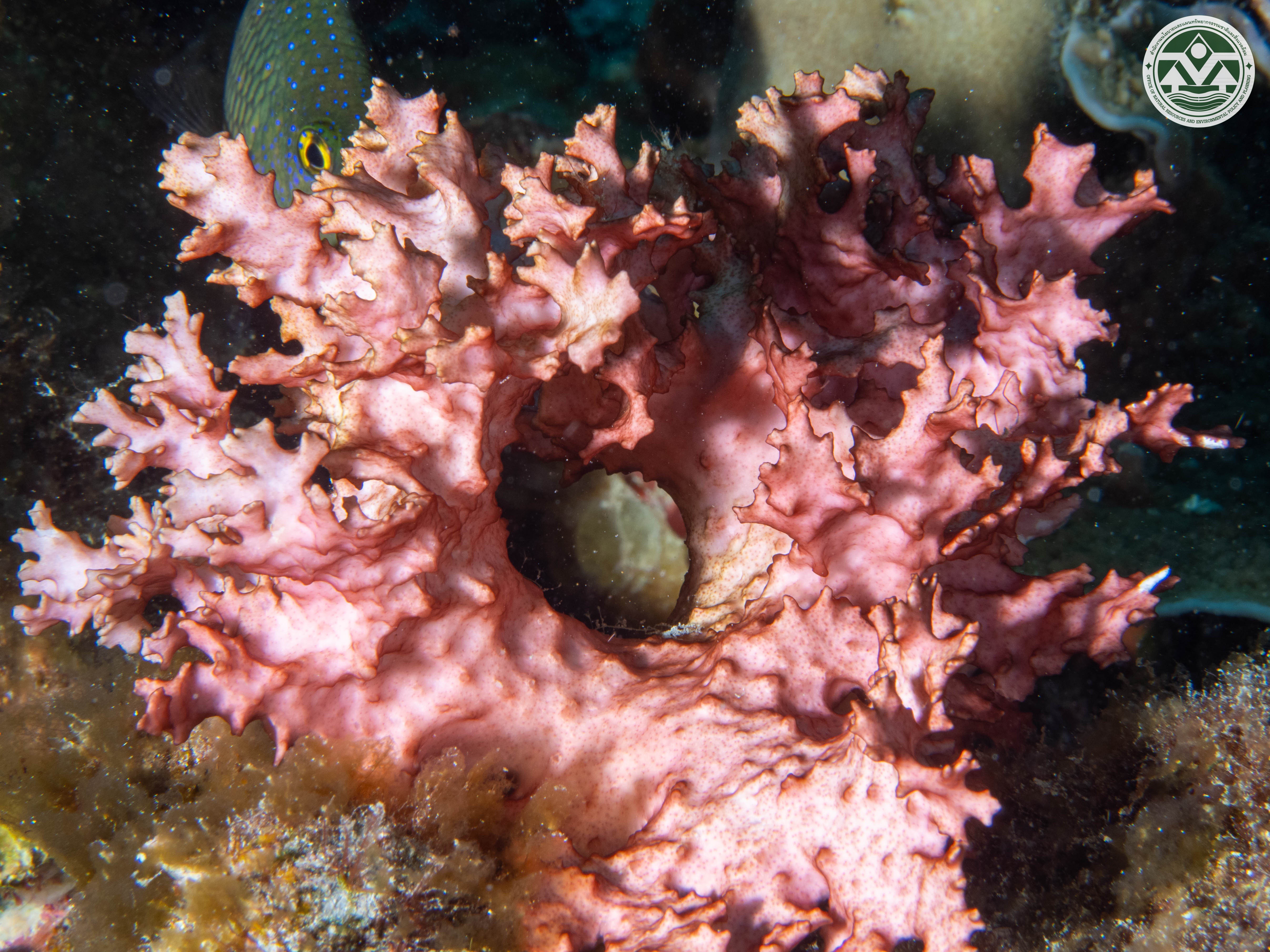 Titanophora pulchra
