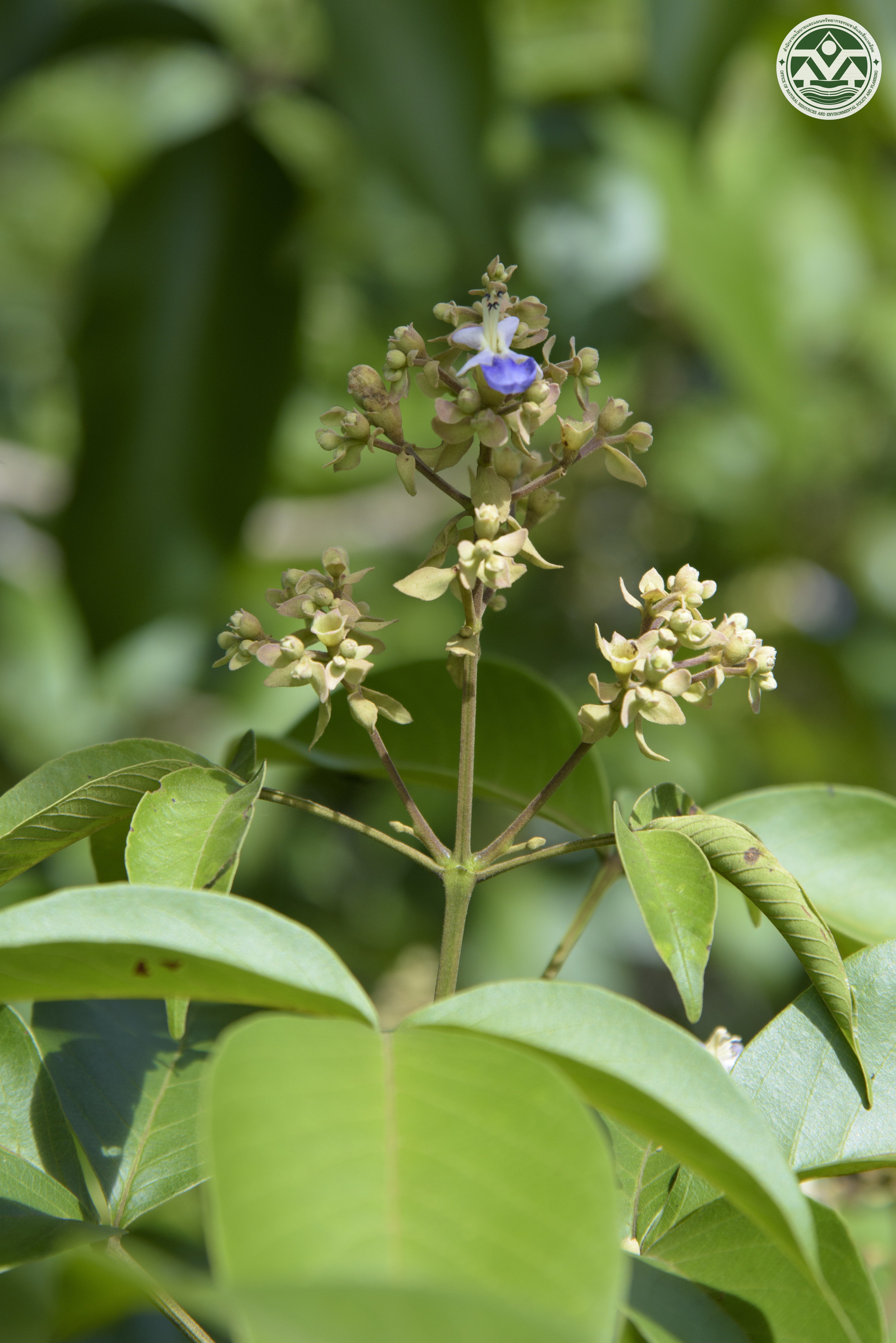 Vitex pinnata