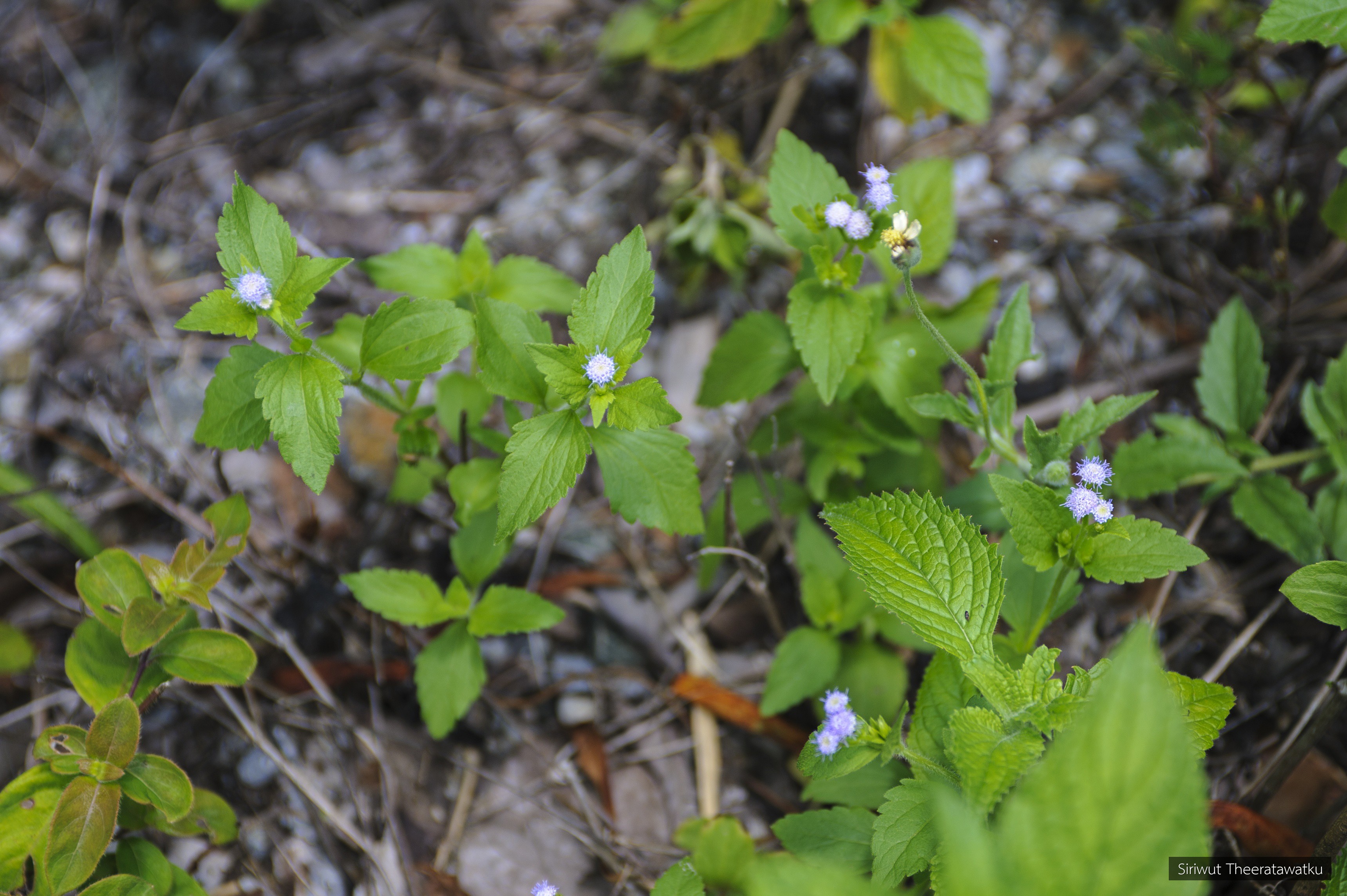 Ageratum conyzoides