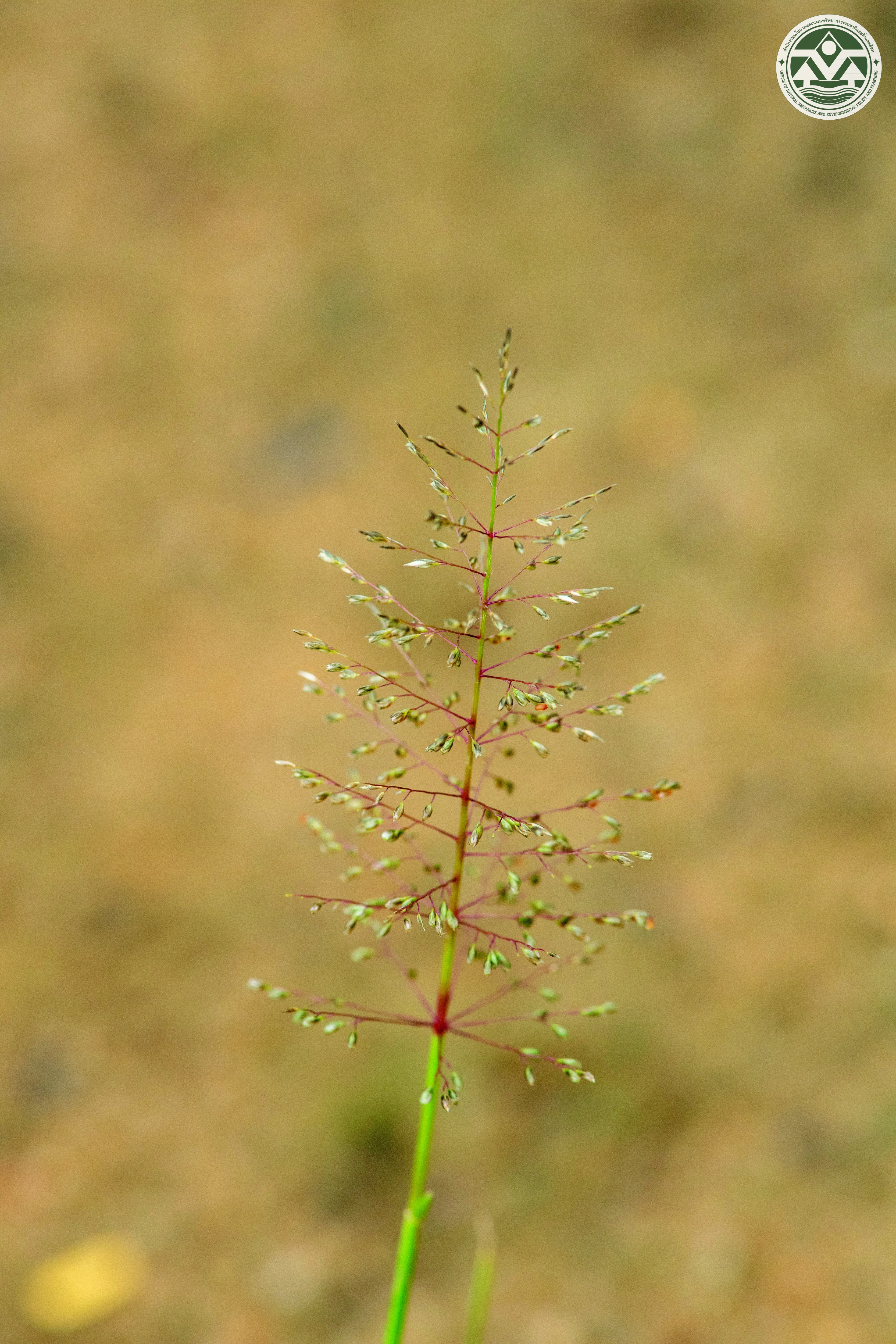 Sporobolus coromandelianus
