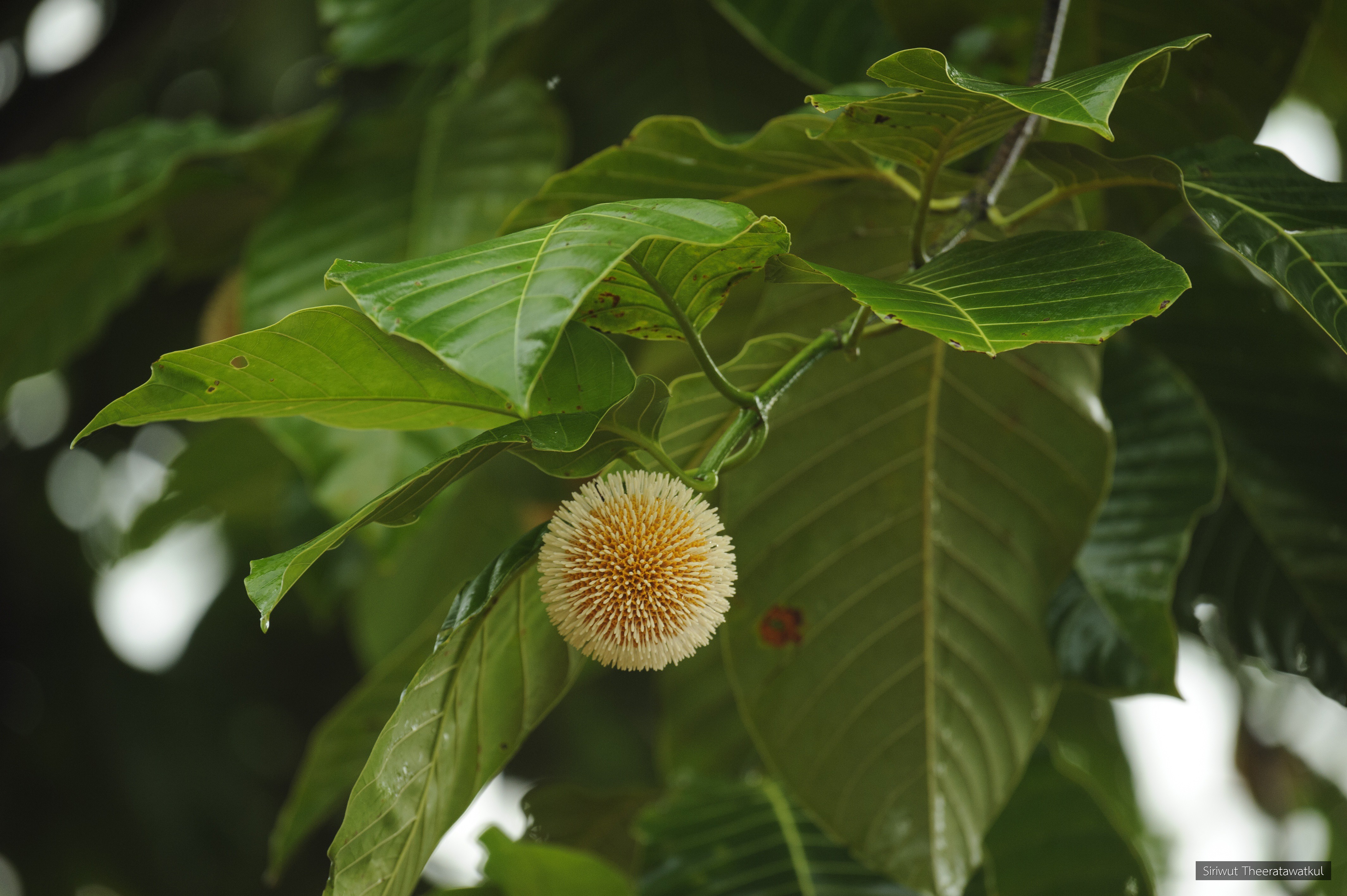 Nauclea orientalis