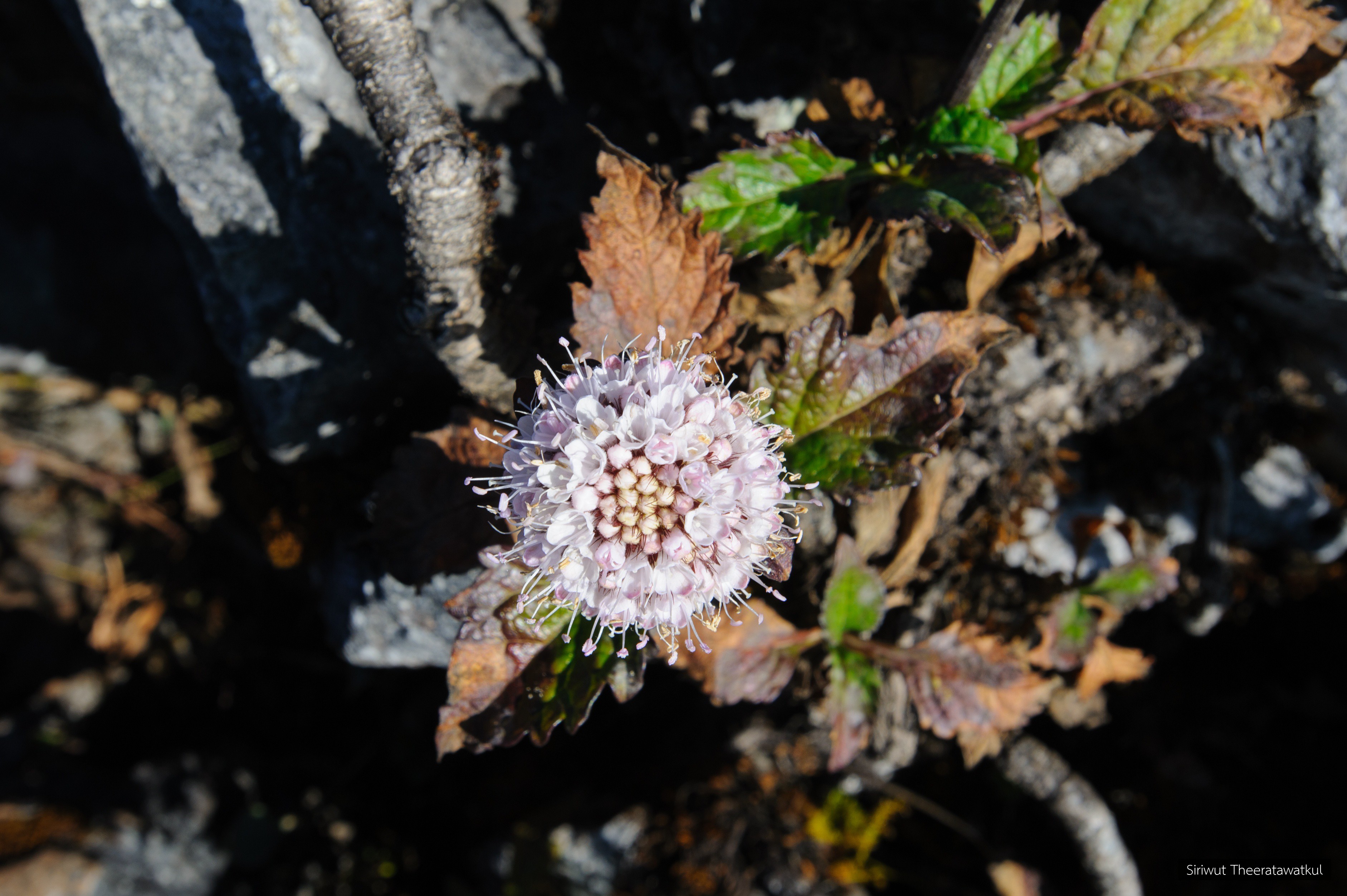 Pterocephalodes siamensis