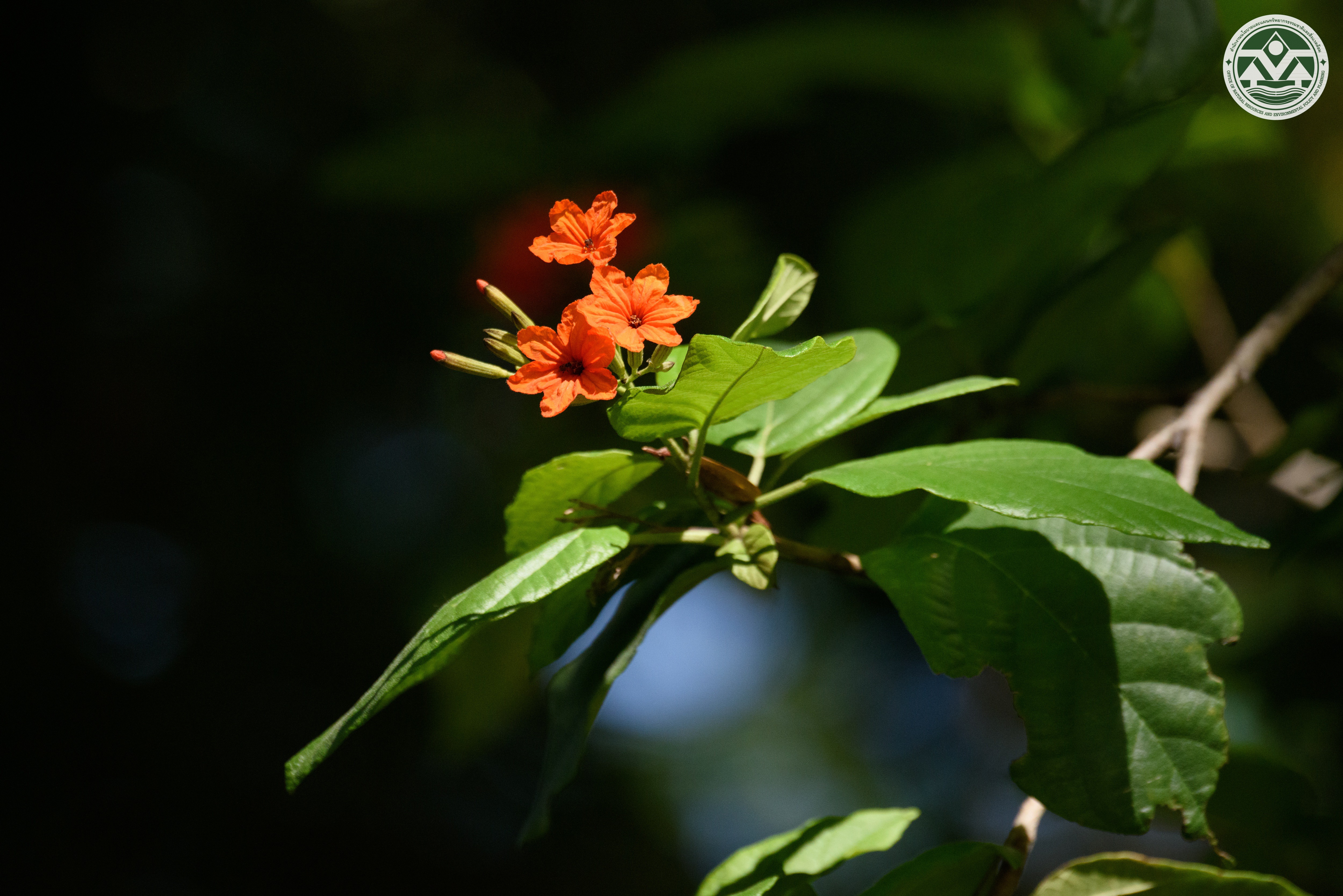 Cordia sebestina