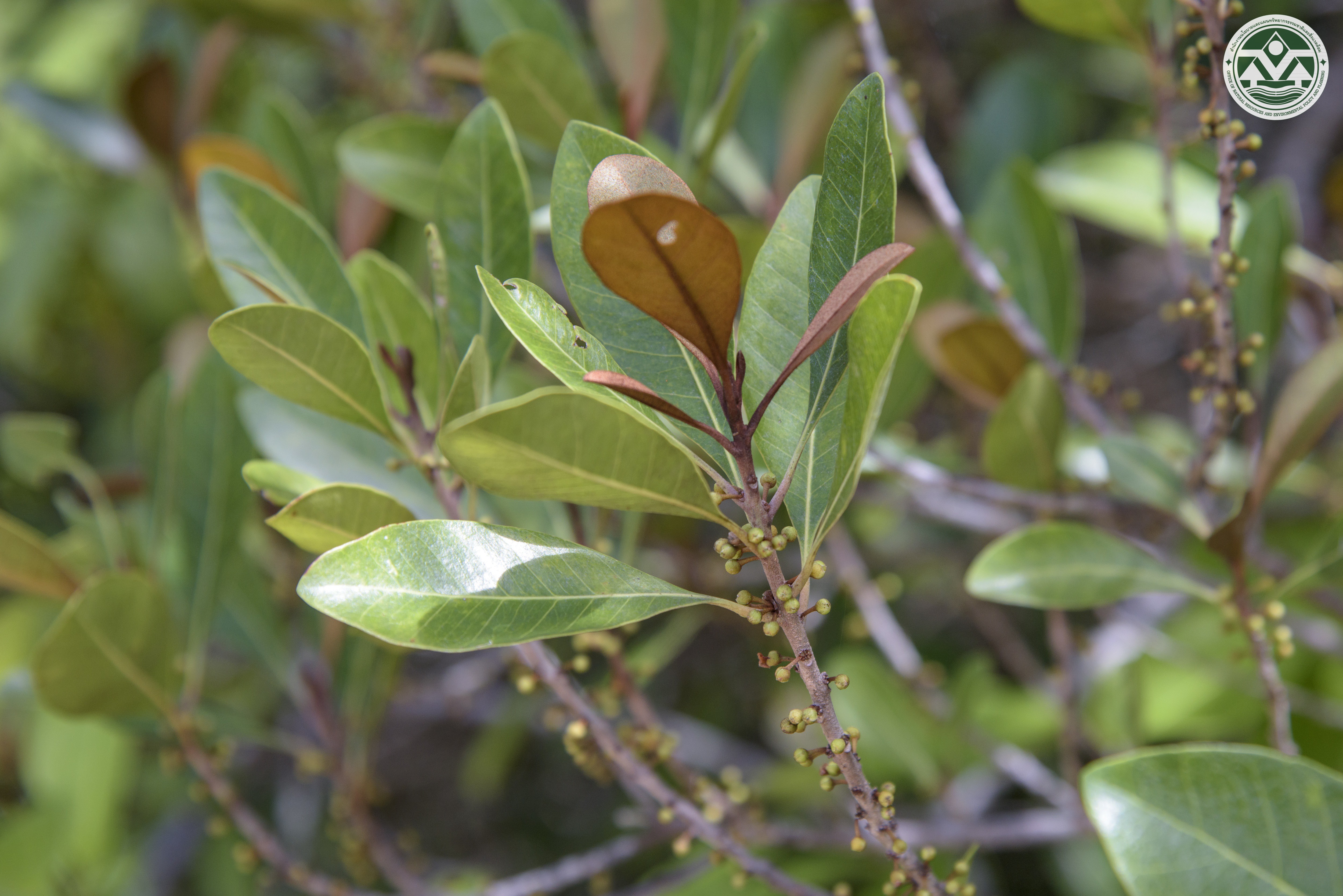 Planchonella obovata
