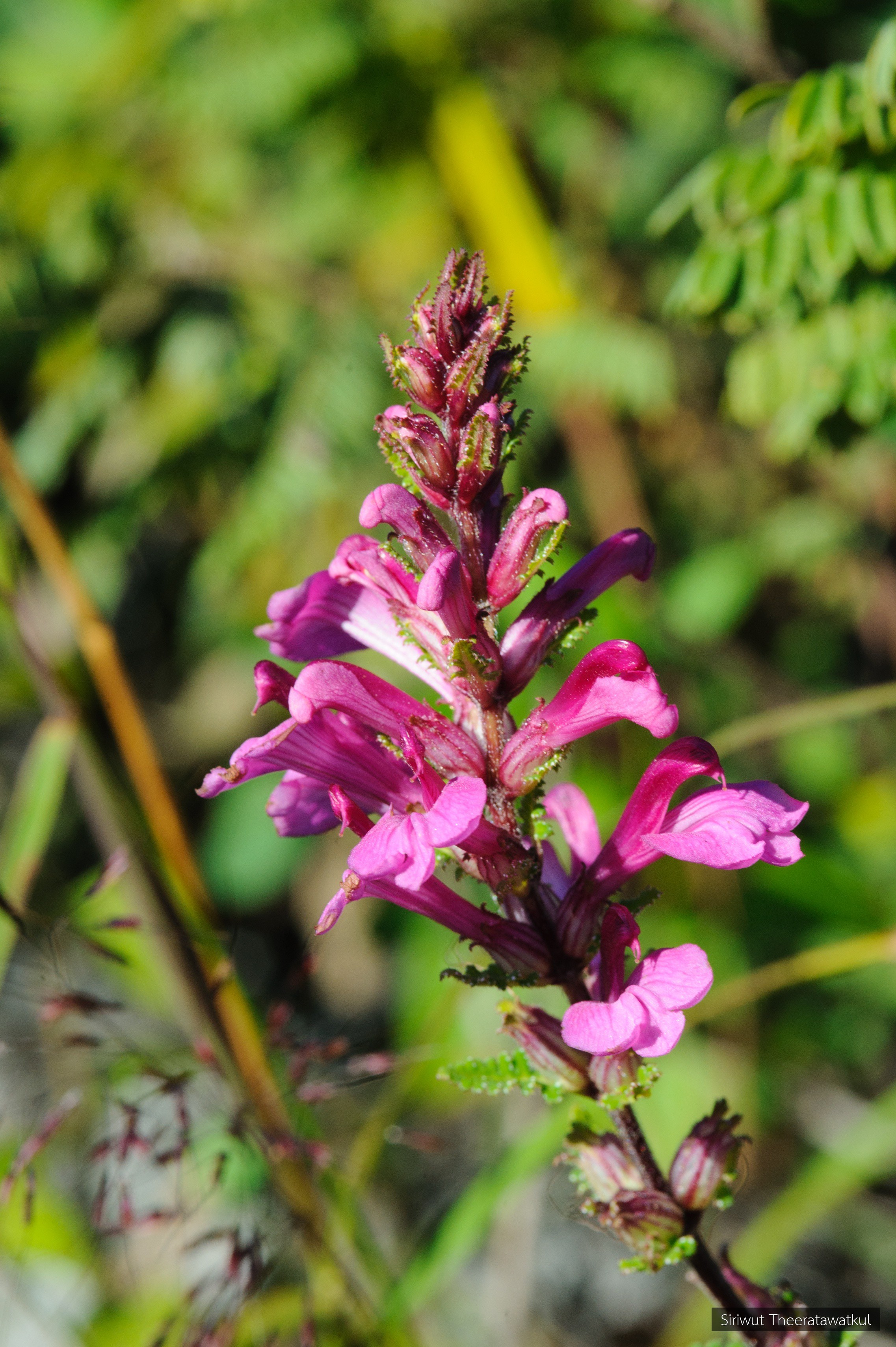 Pedicularis siamensis