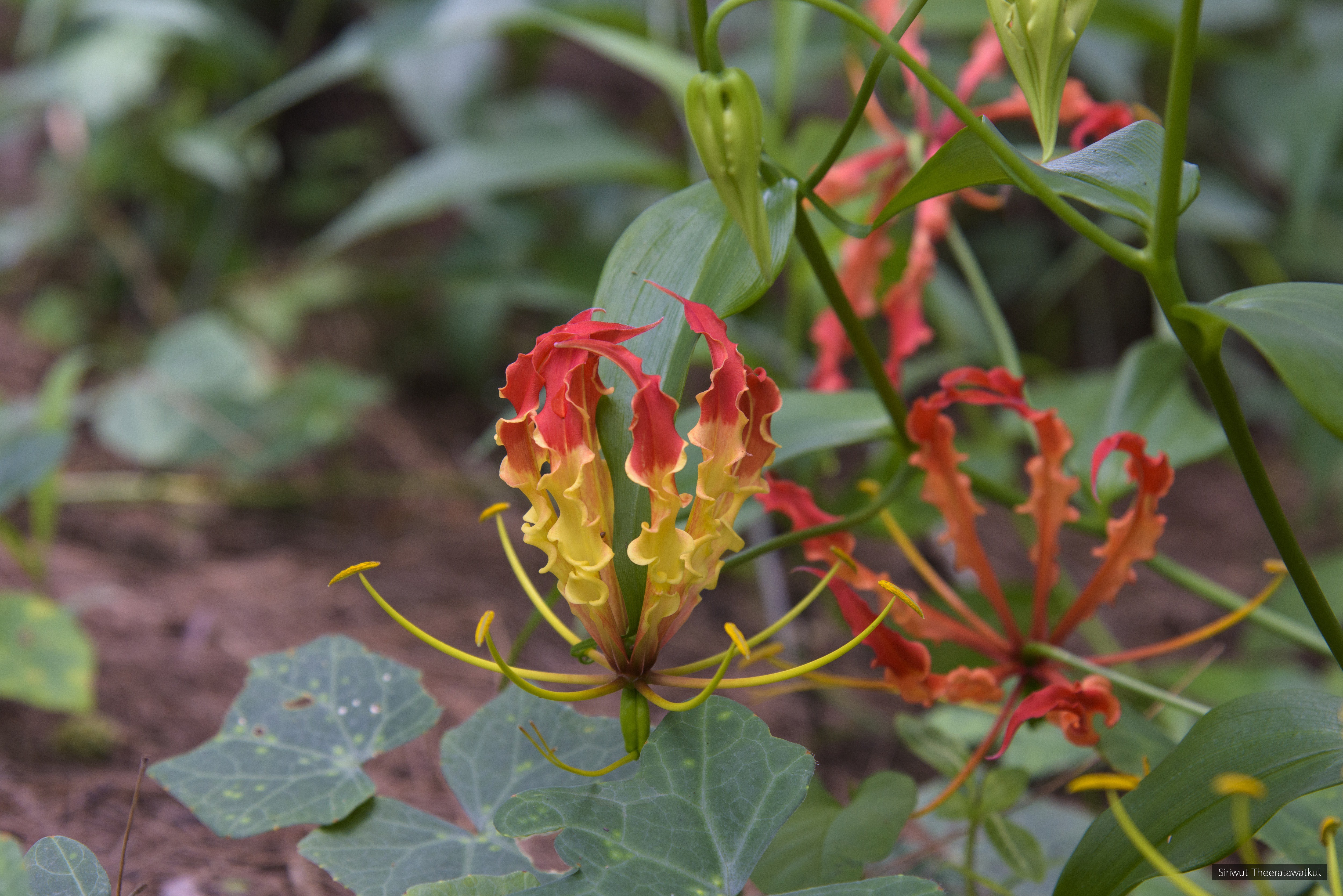 Gloriosa superba