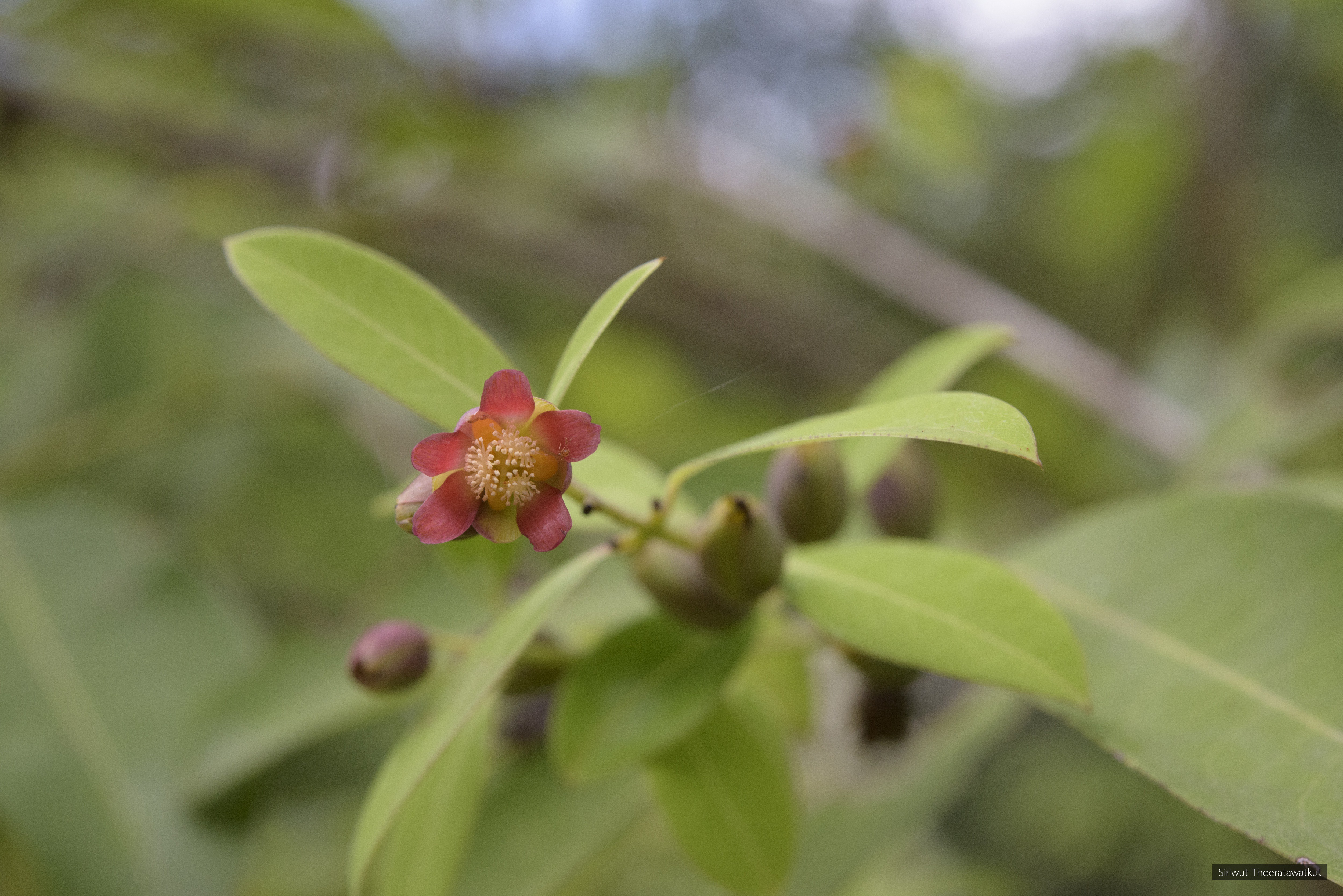 Cratoxylum cochinchinense