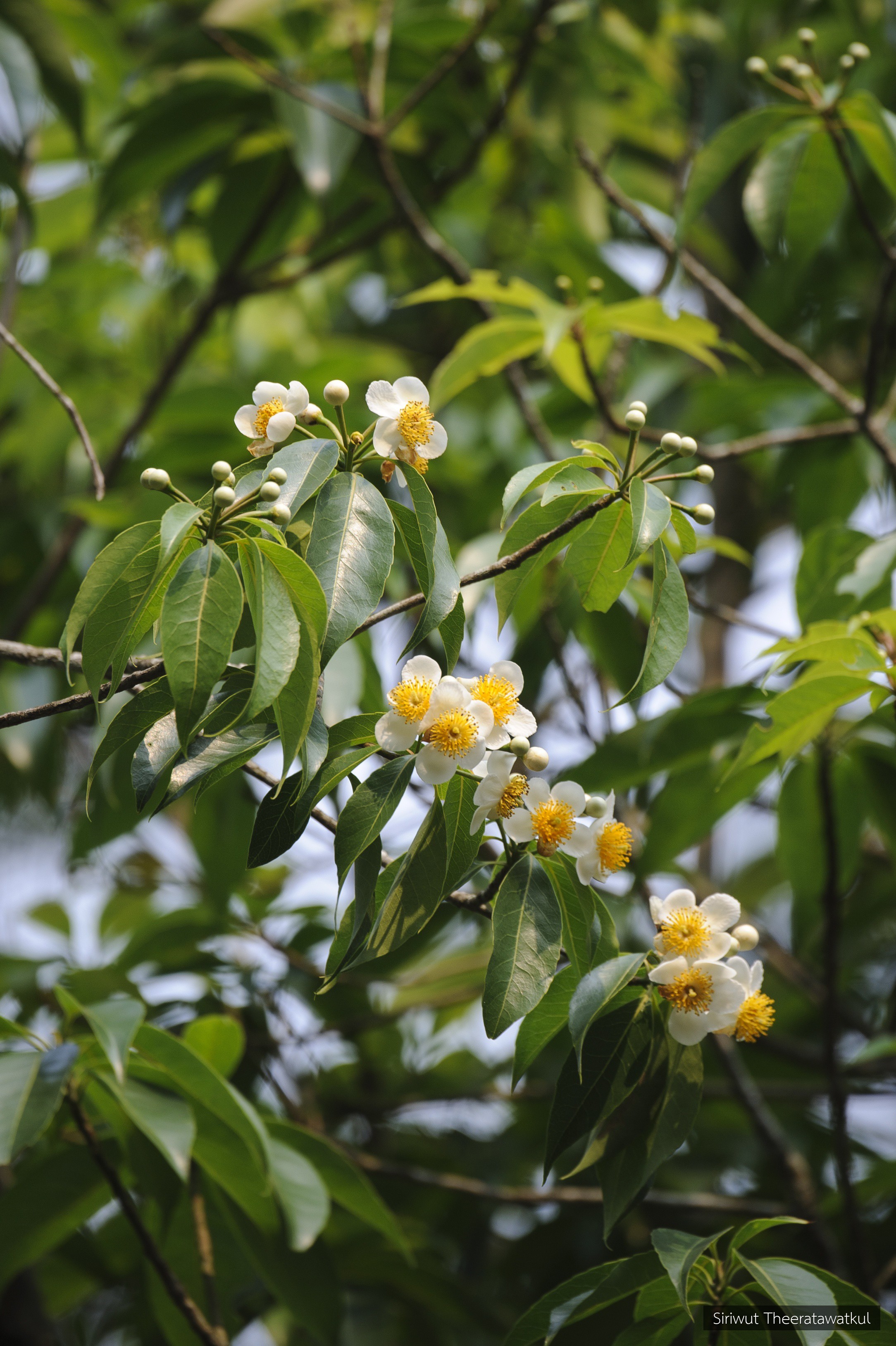 Elaeocarpus chinensis
