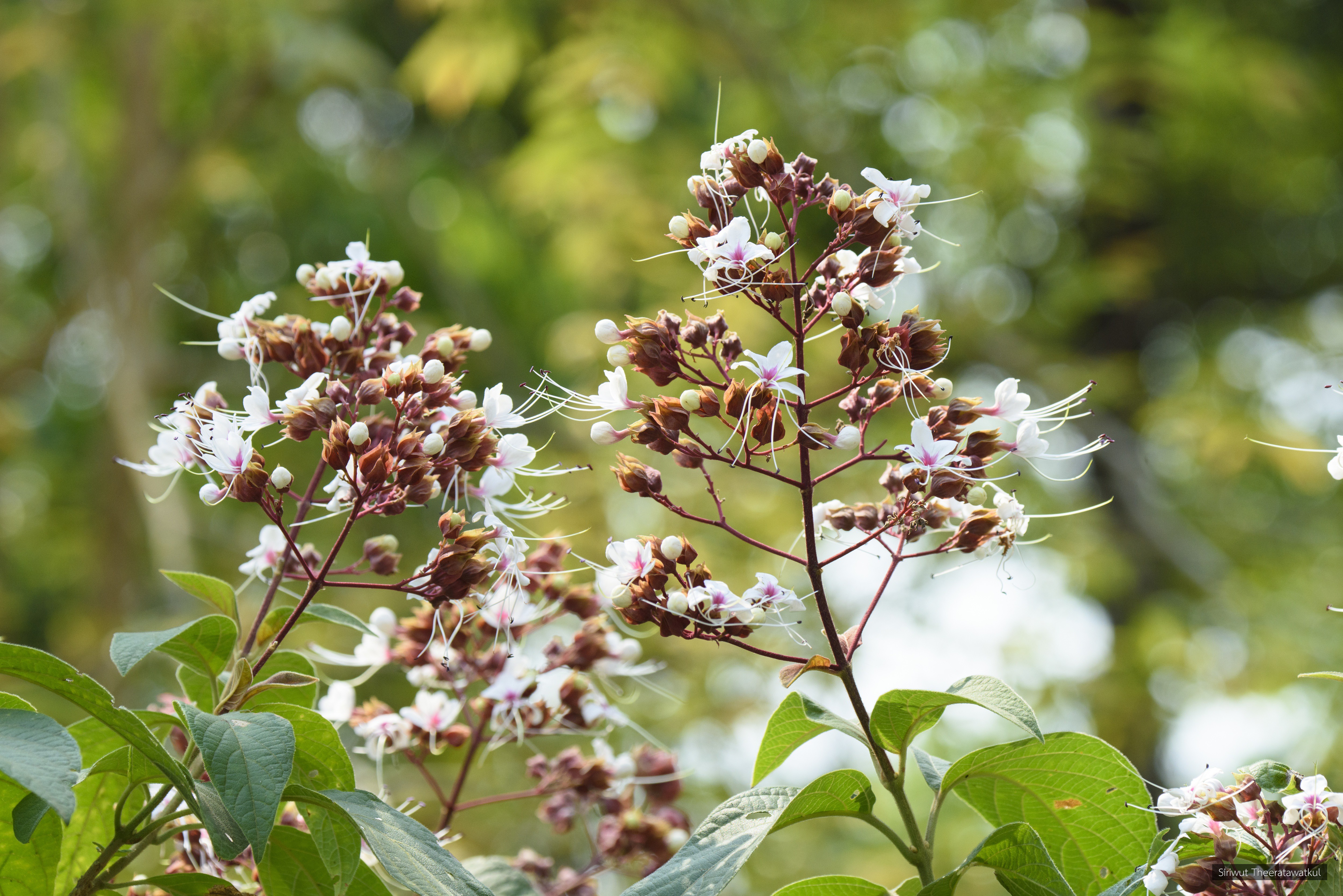 Clerodendrum infortunatum