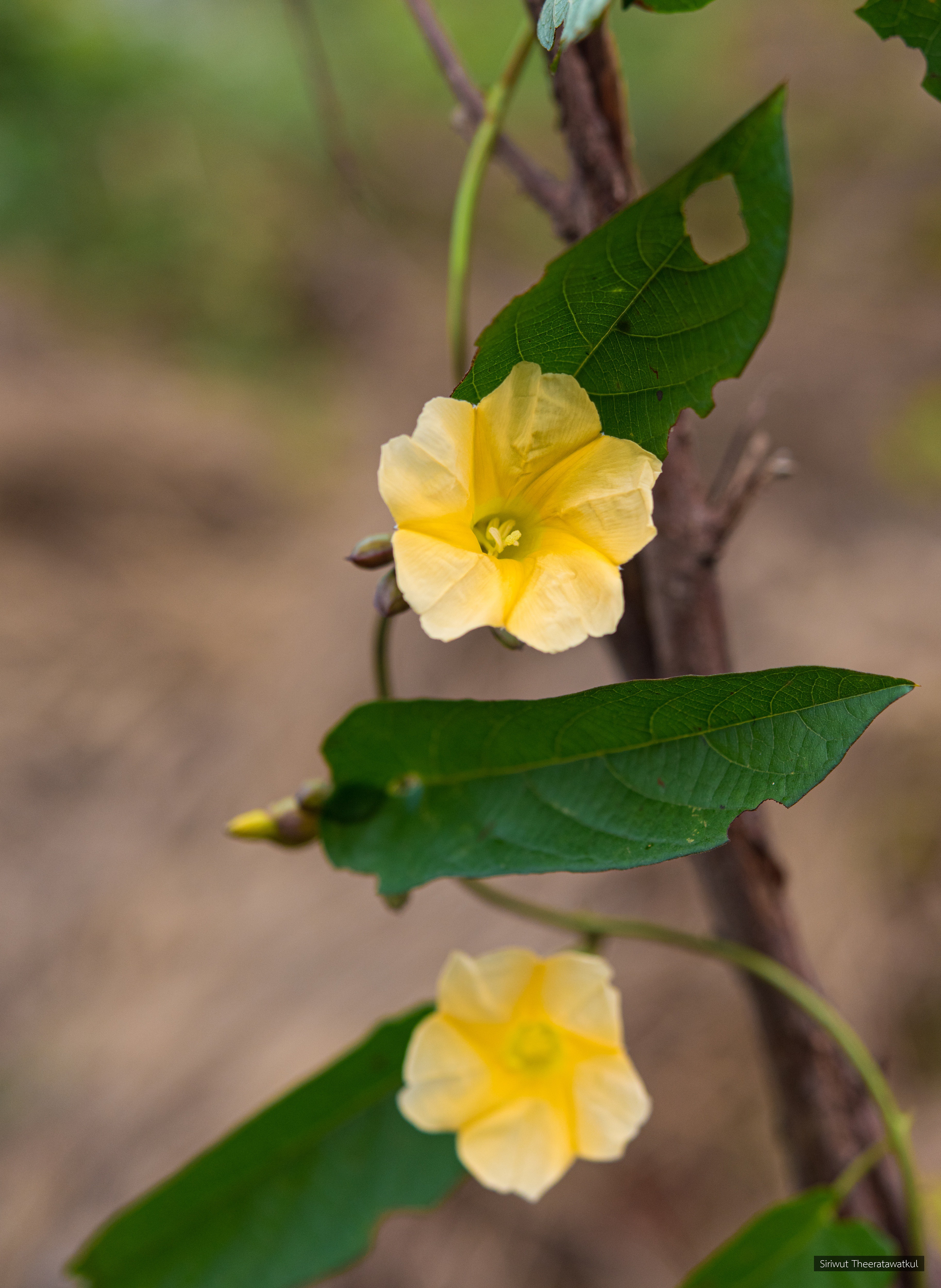 Merremia umbellata