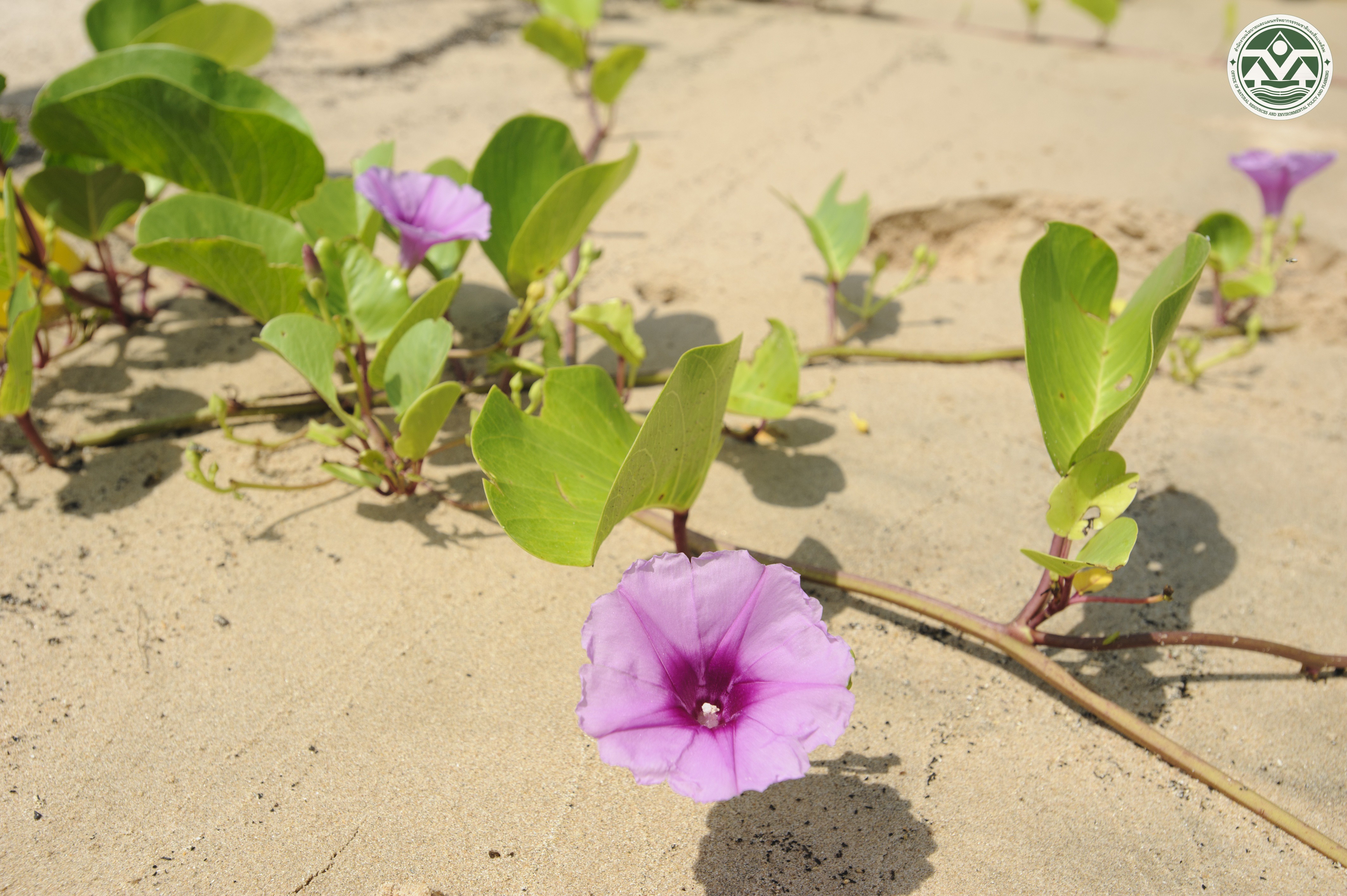 Ipomoea pes-caprae