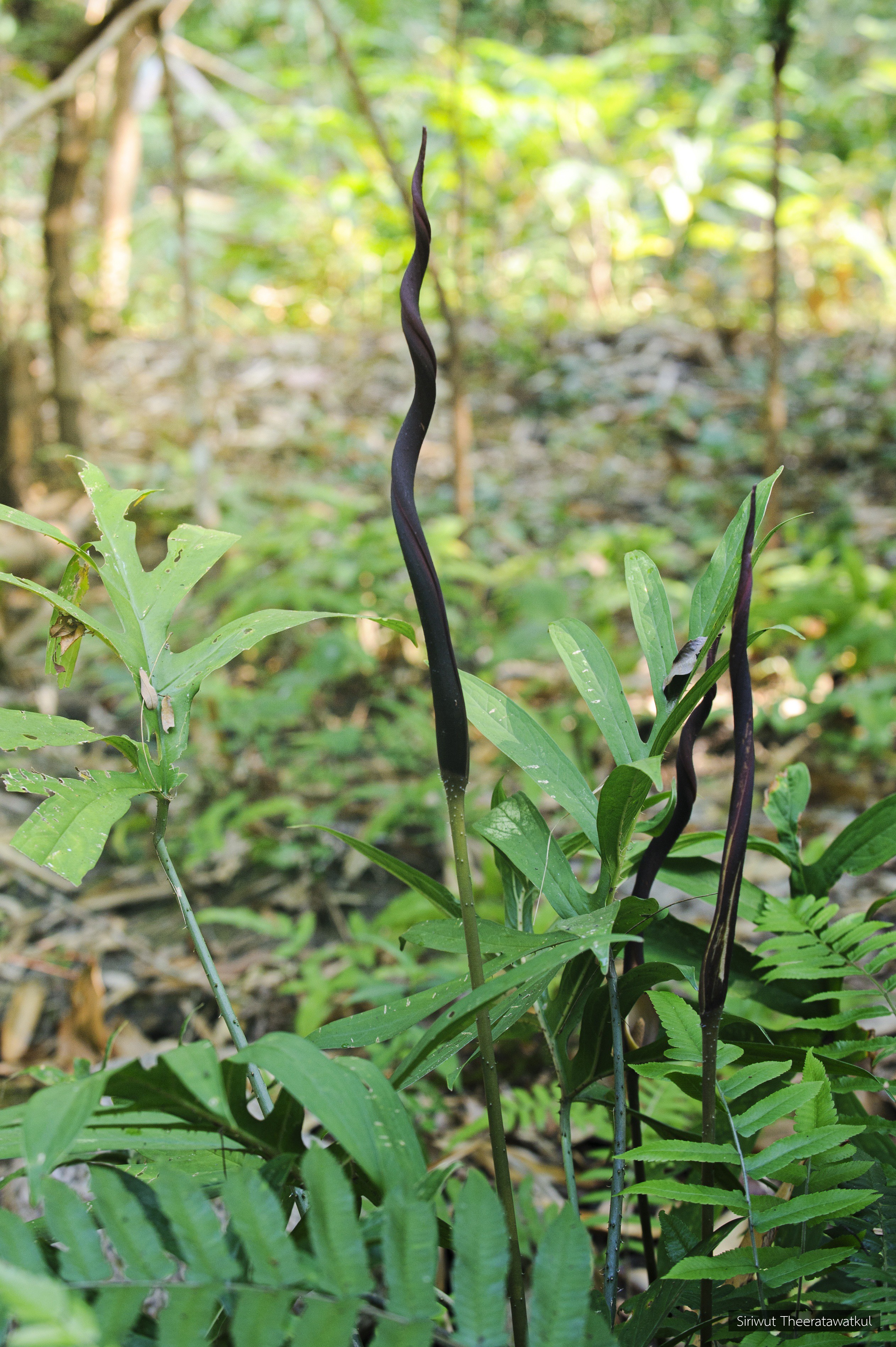 Lasia spinosa