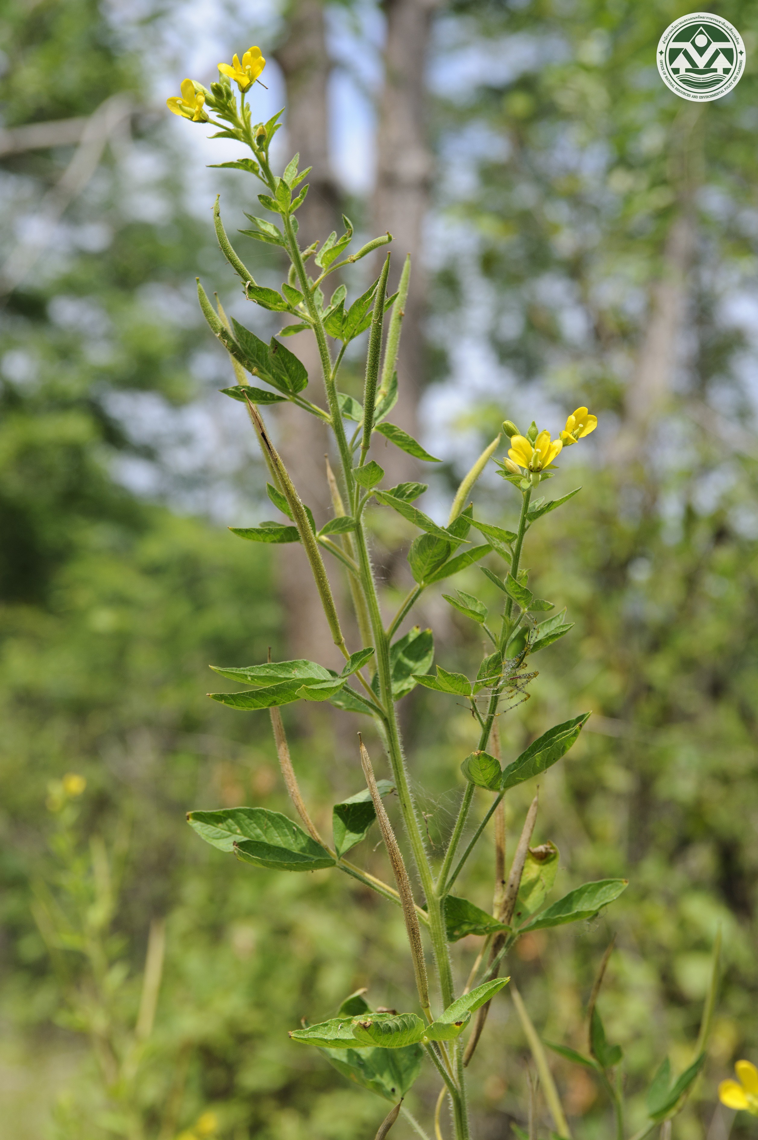 Cleome viscosa
