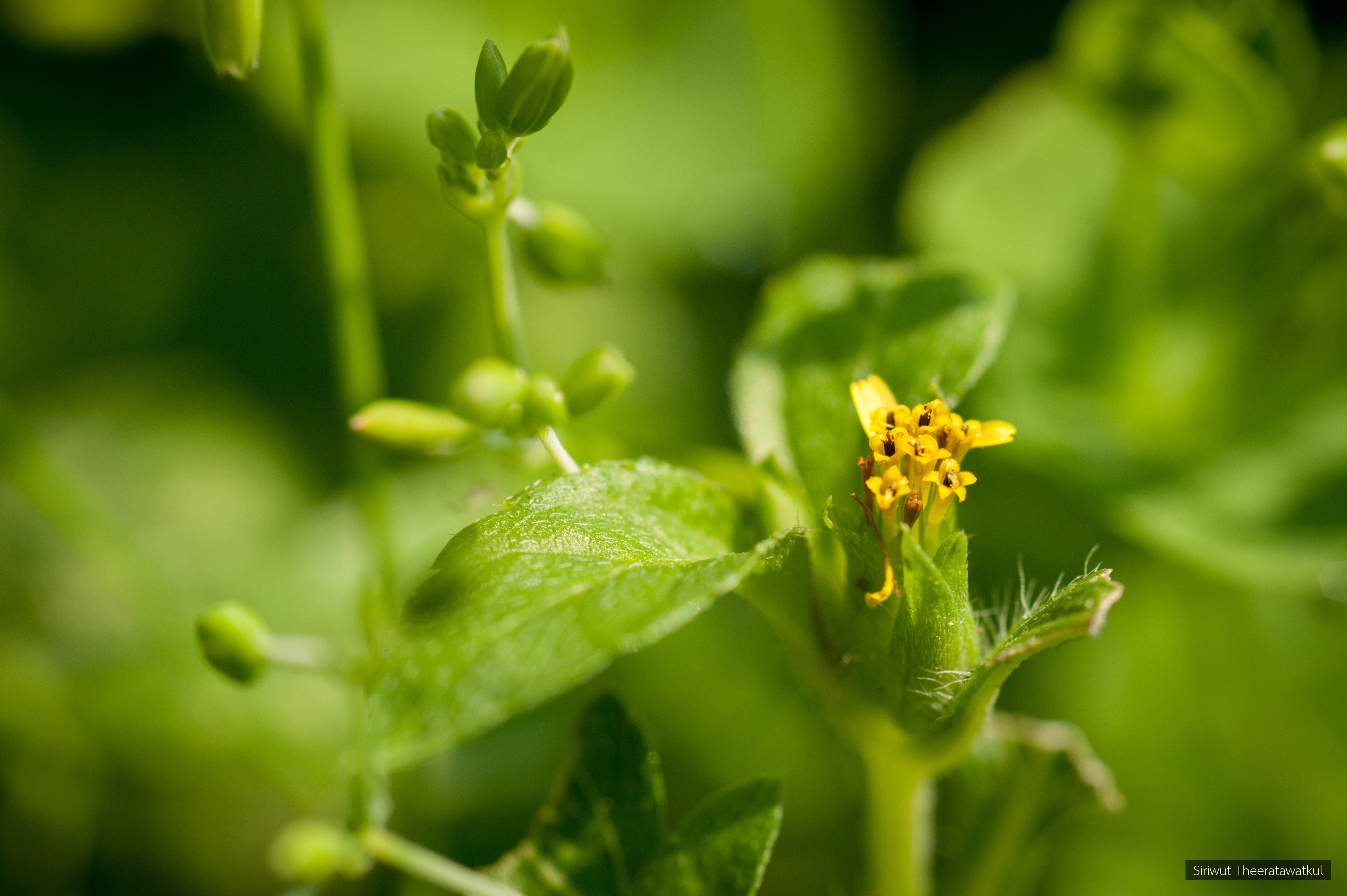 Synedrella nodiflora