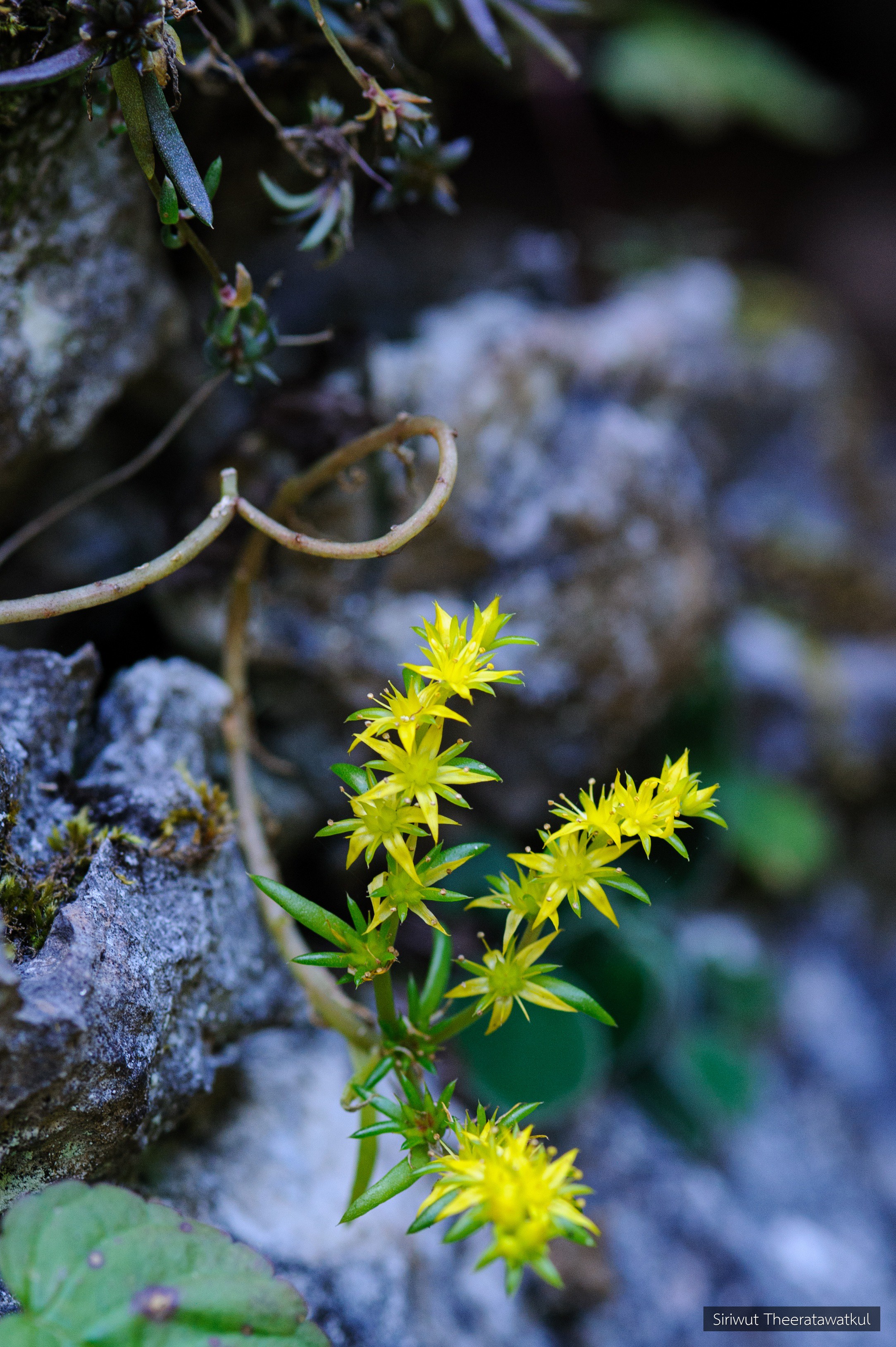 Sedum susannae