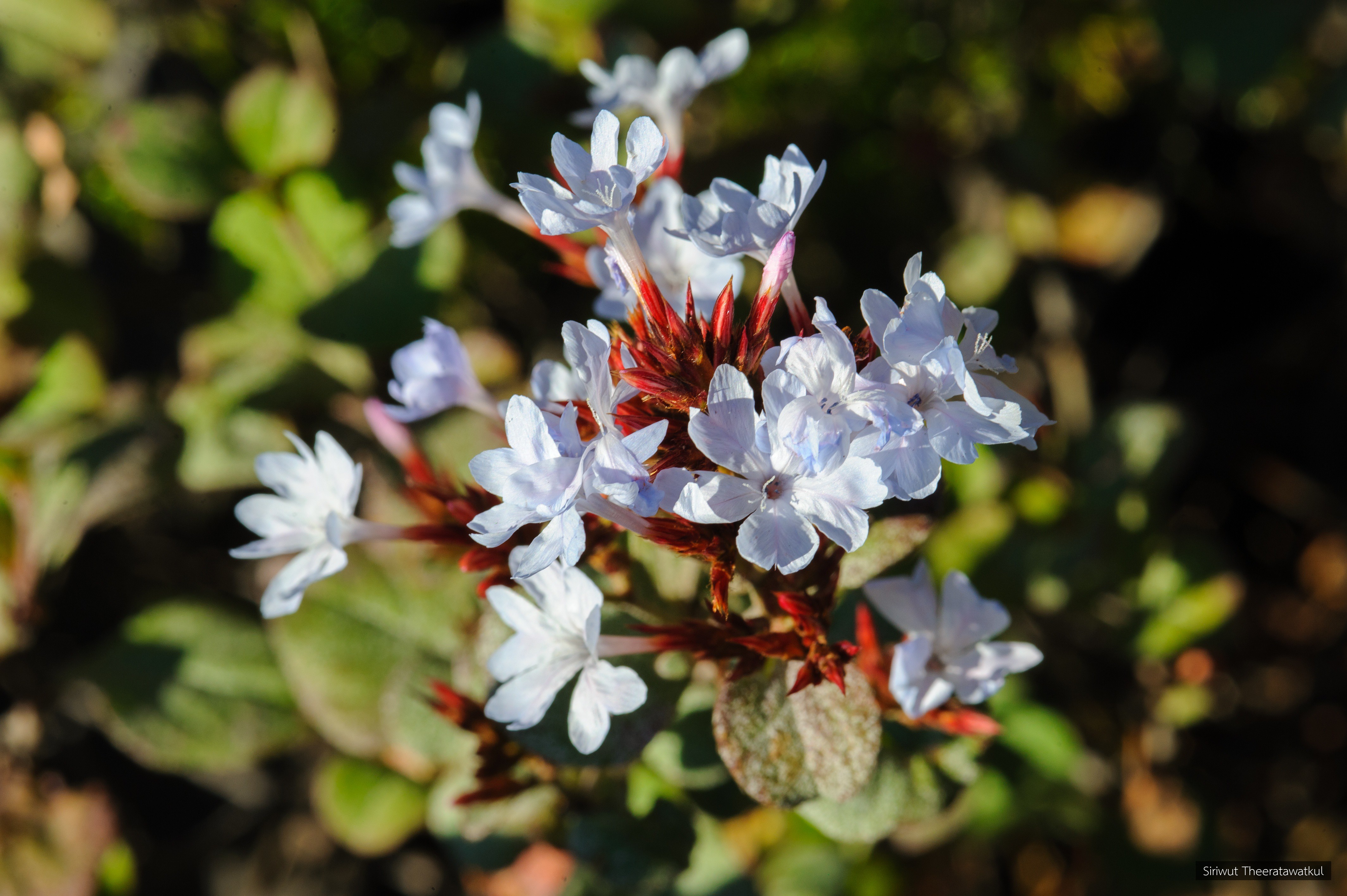 Ceratostigma stapfianum