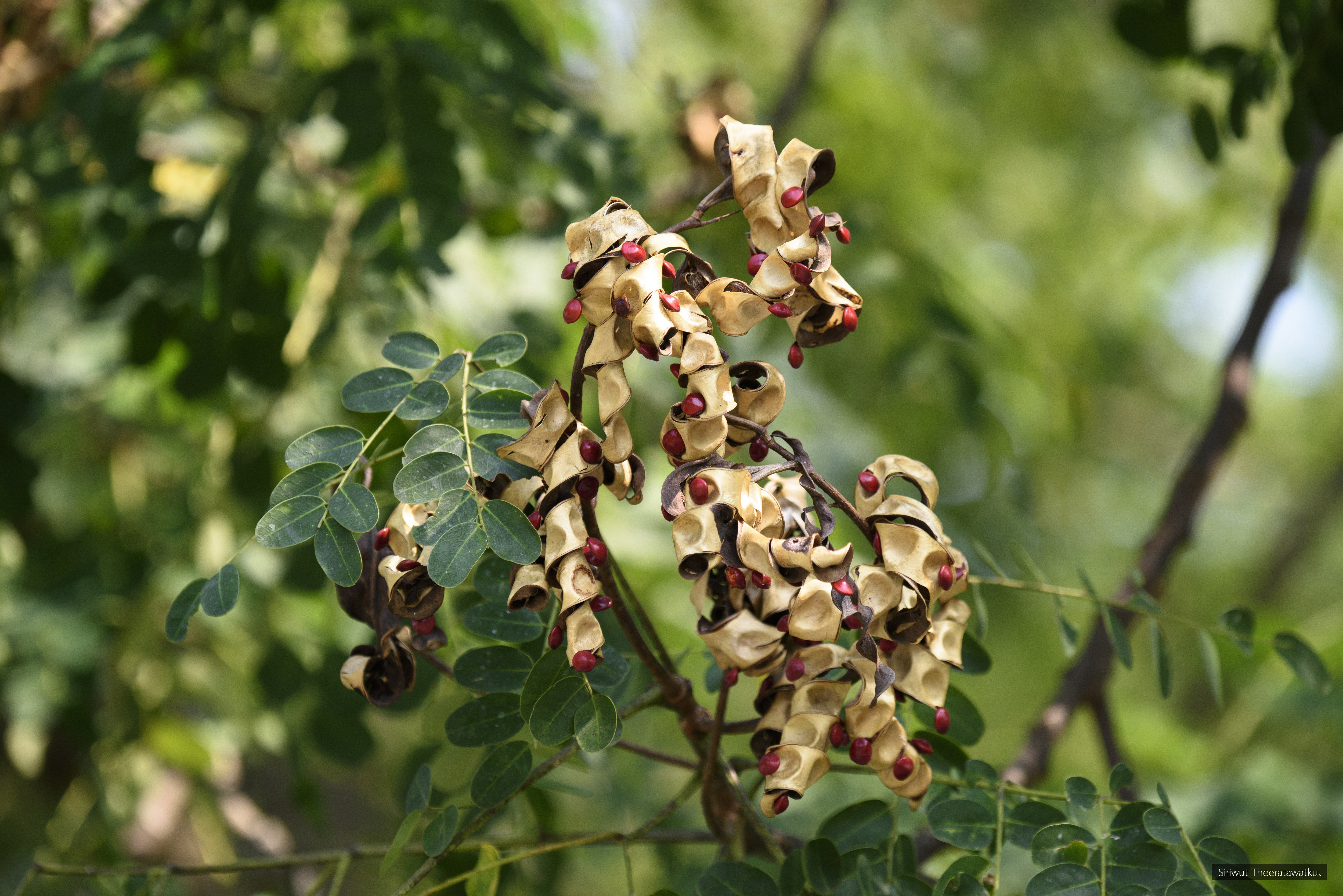 Adenanthera pavonina