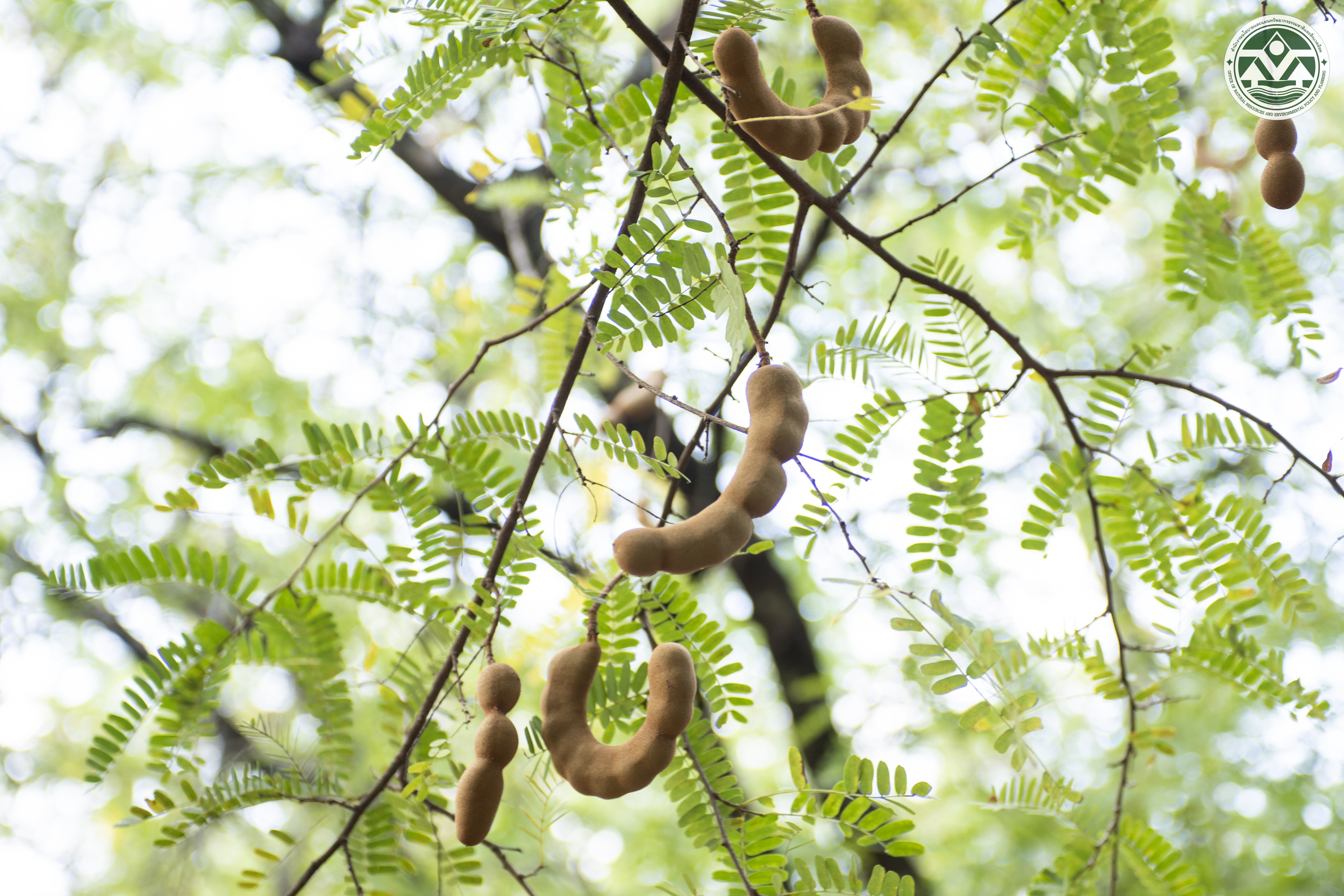 Tamarindus indica