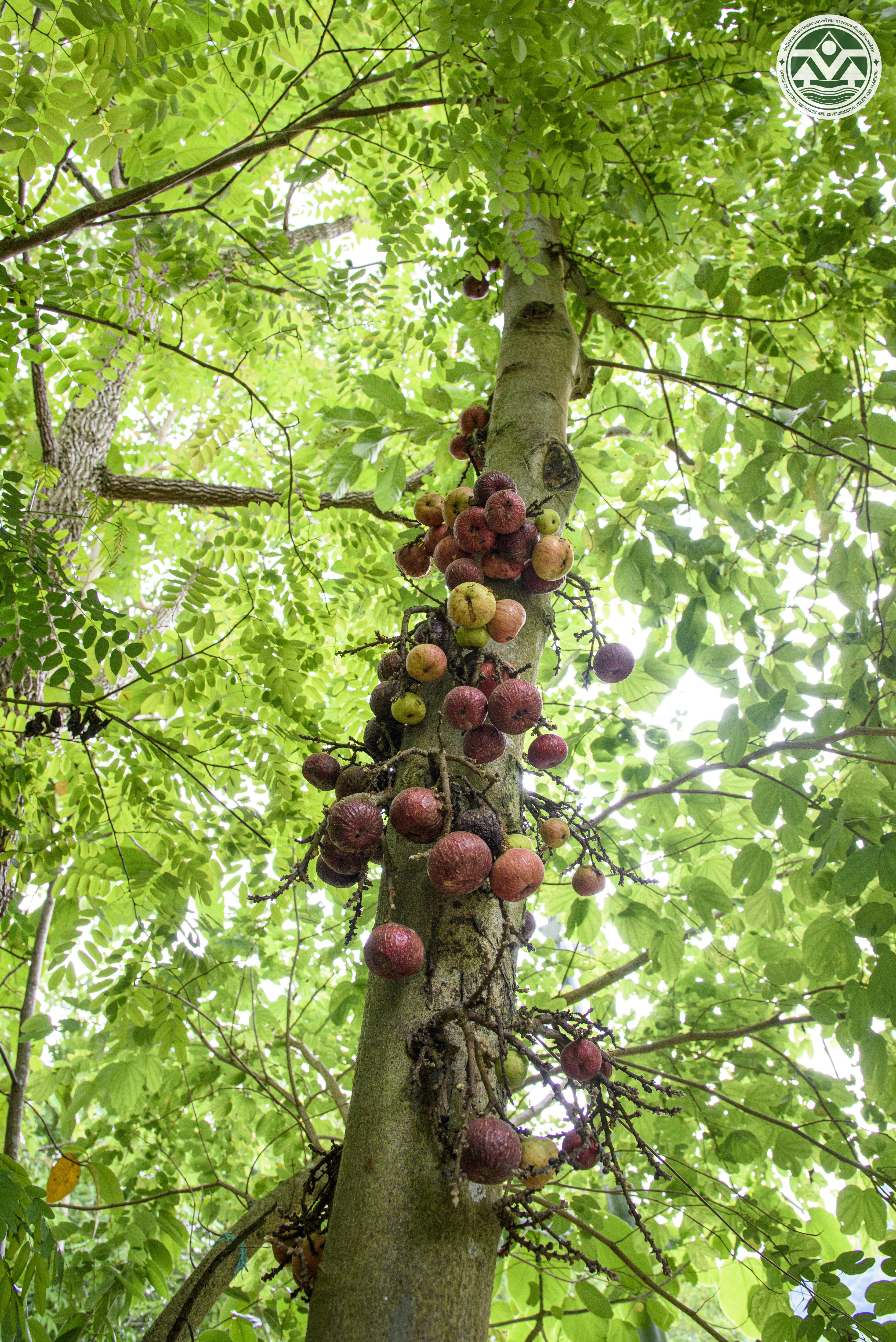 Ficus racemosa