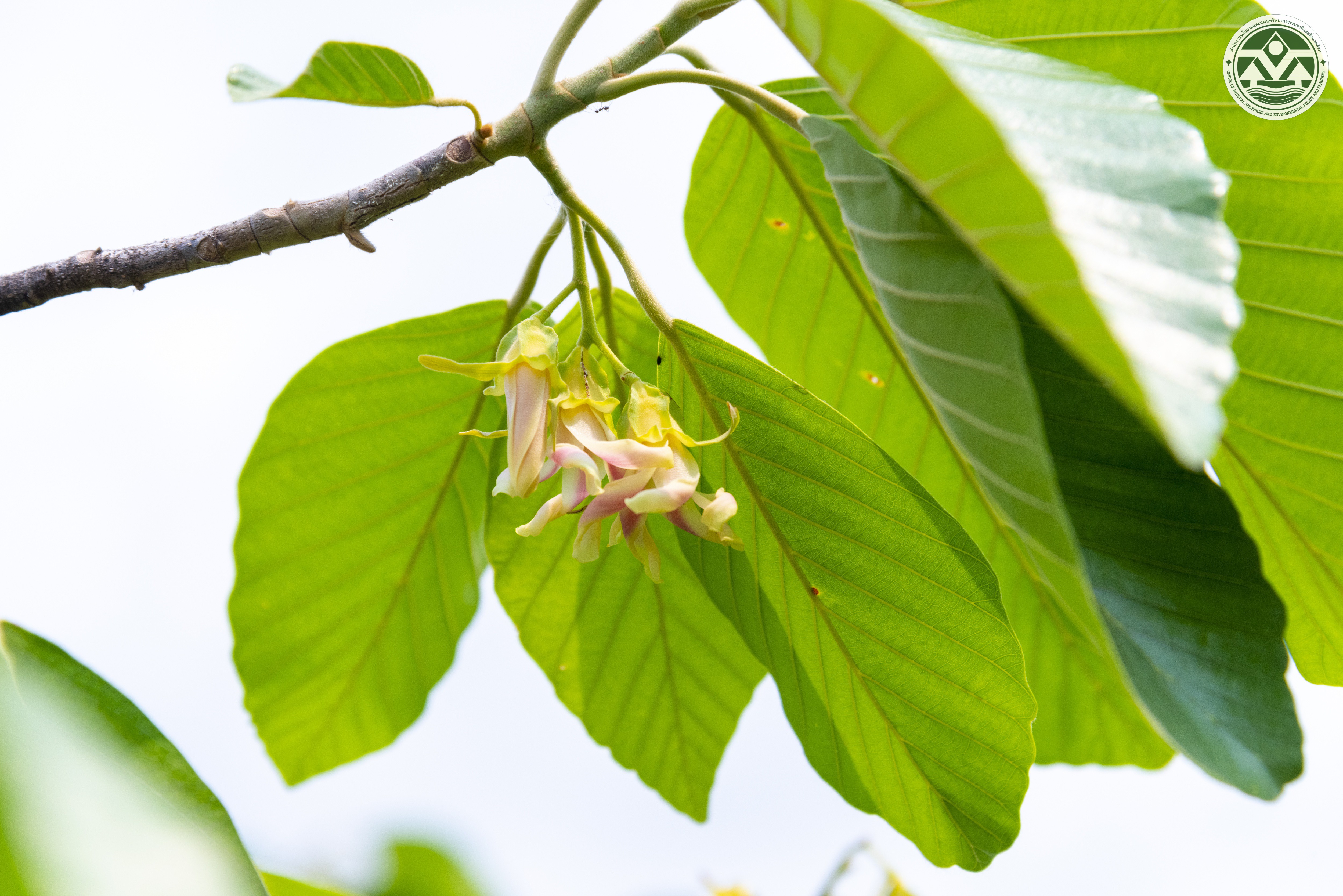 Dipterocarpus alatus