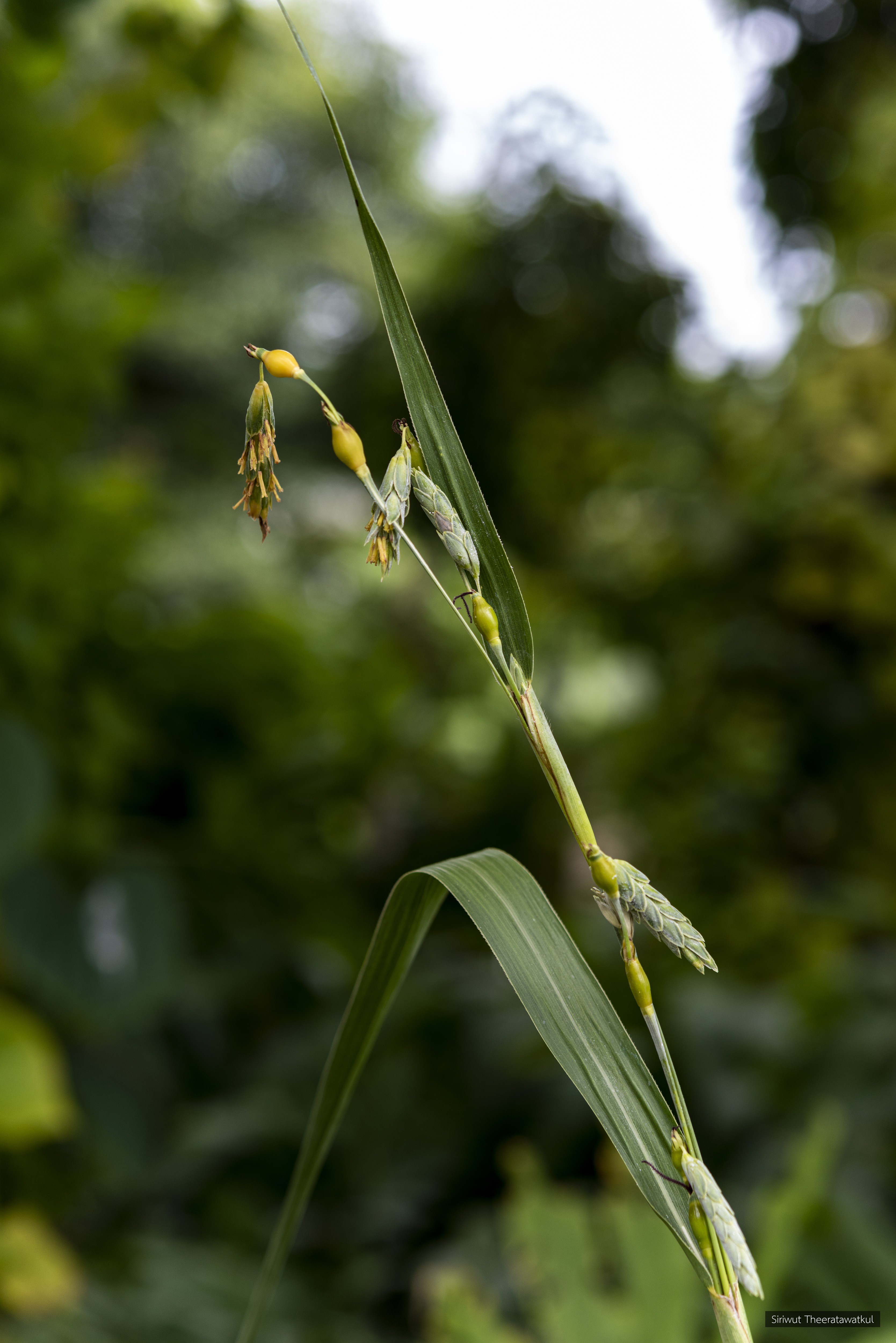 Coix aquatica