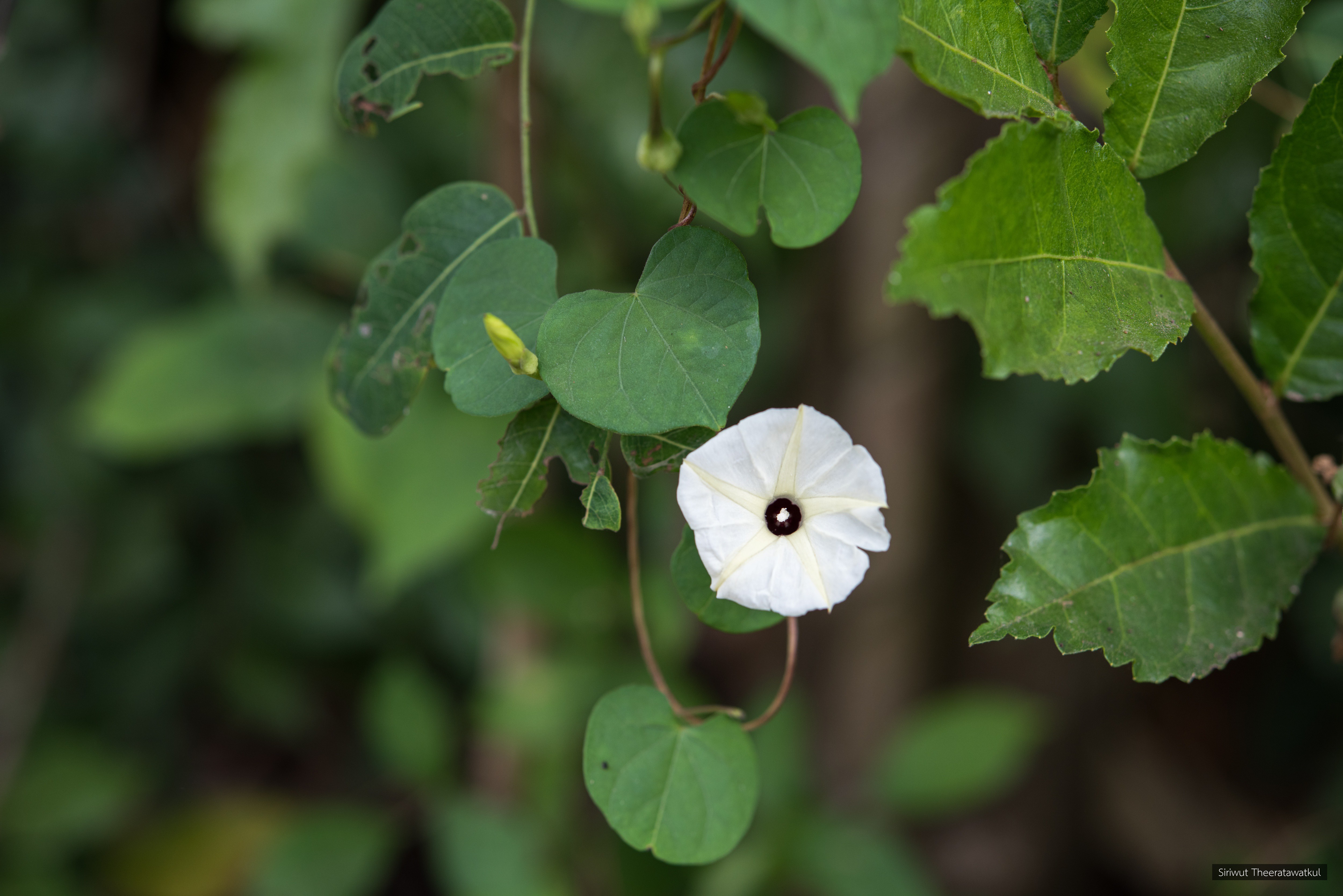 Ipomoea obscura