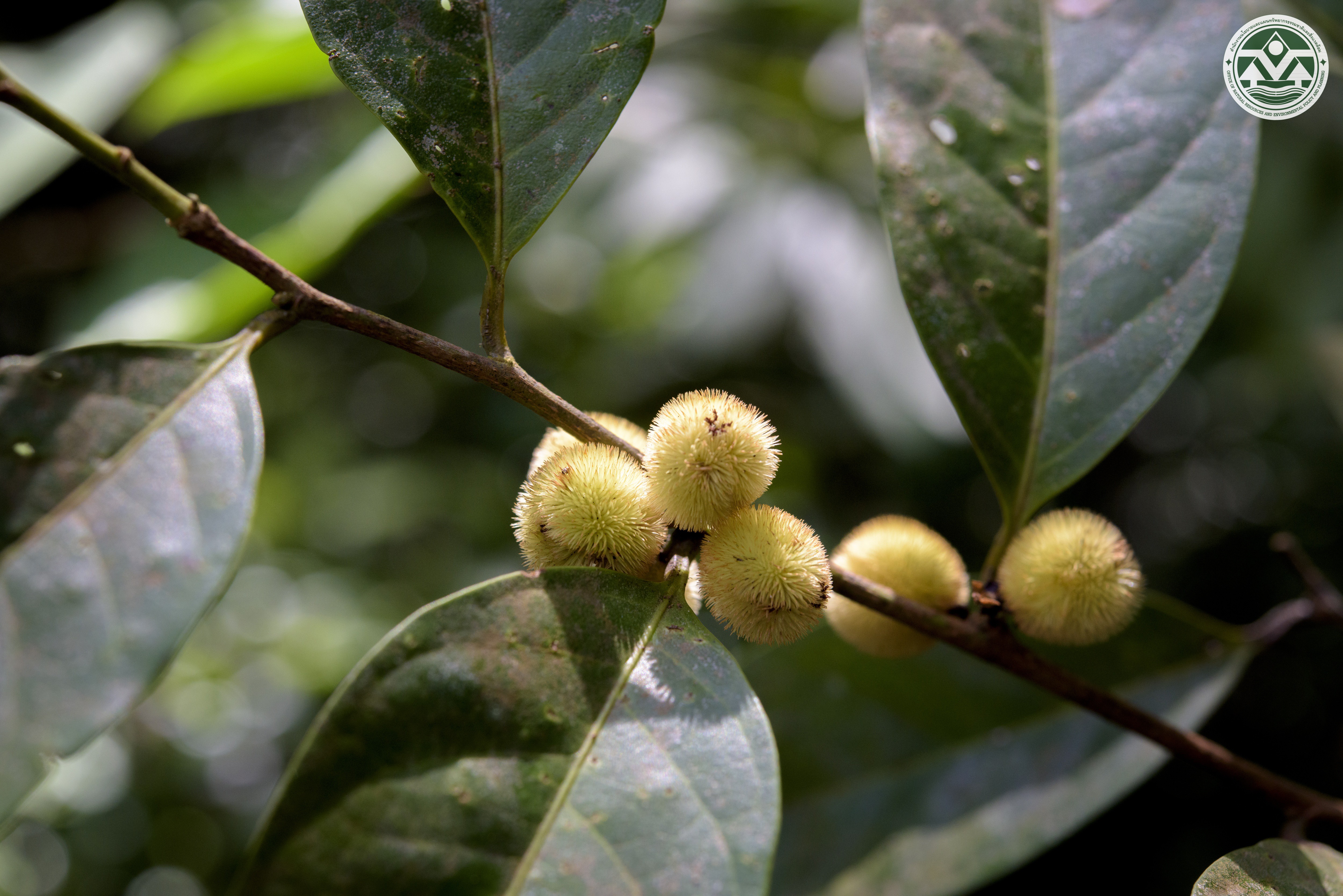 Chaetocarpus castanocarpus