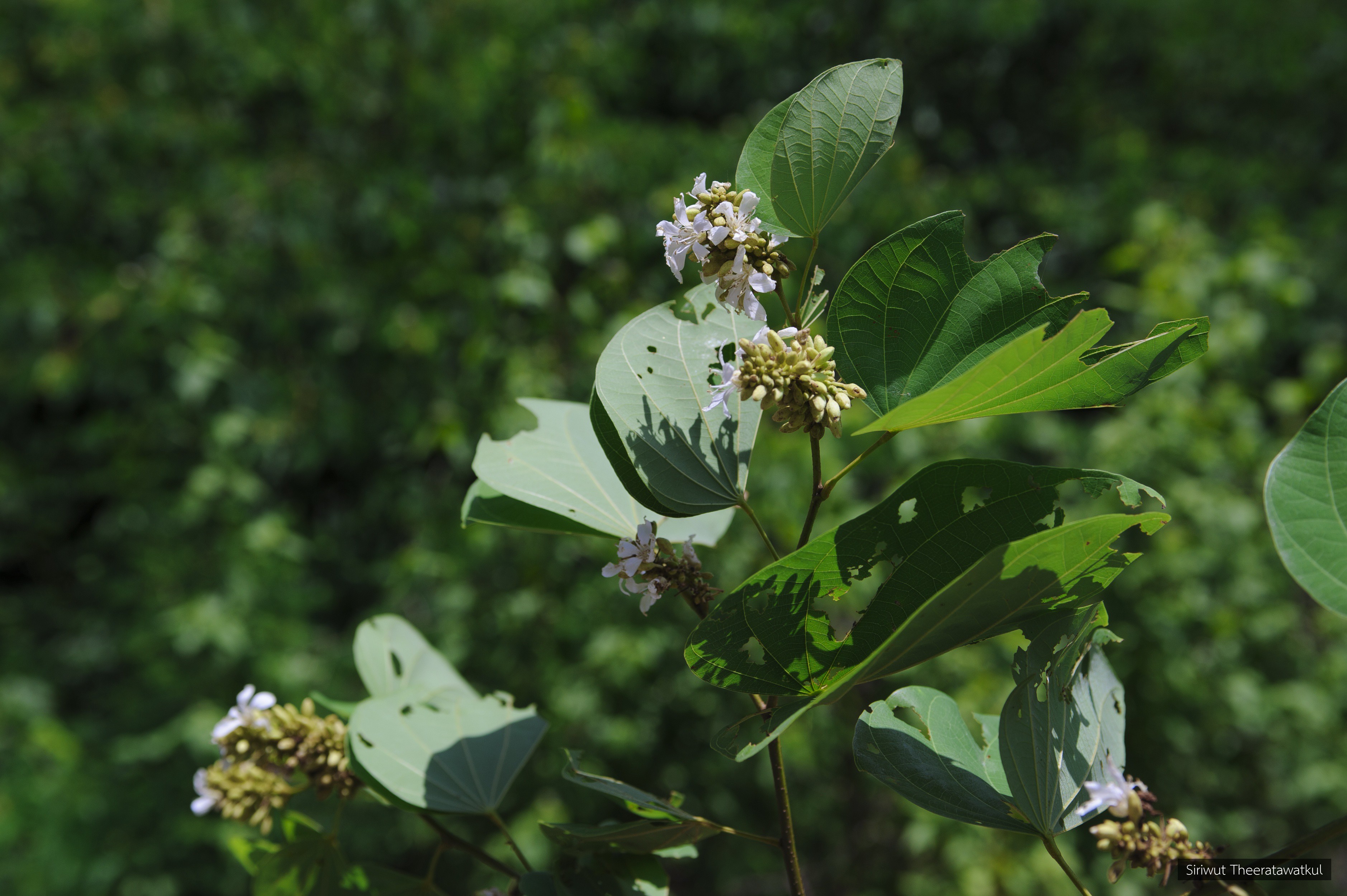 Bauhinia saccocalyx