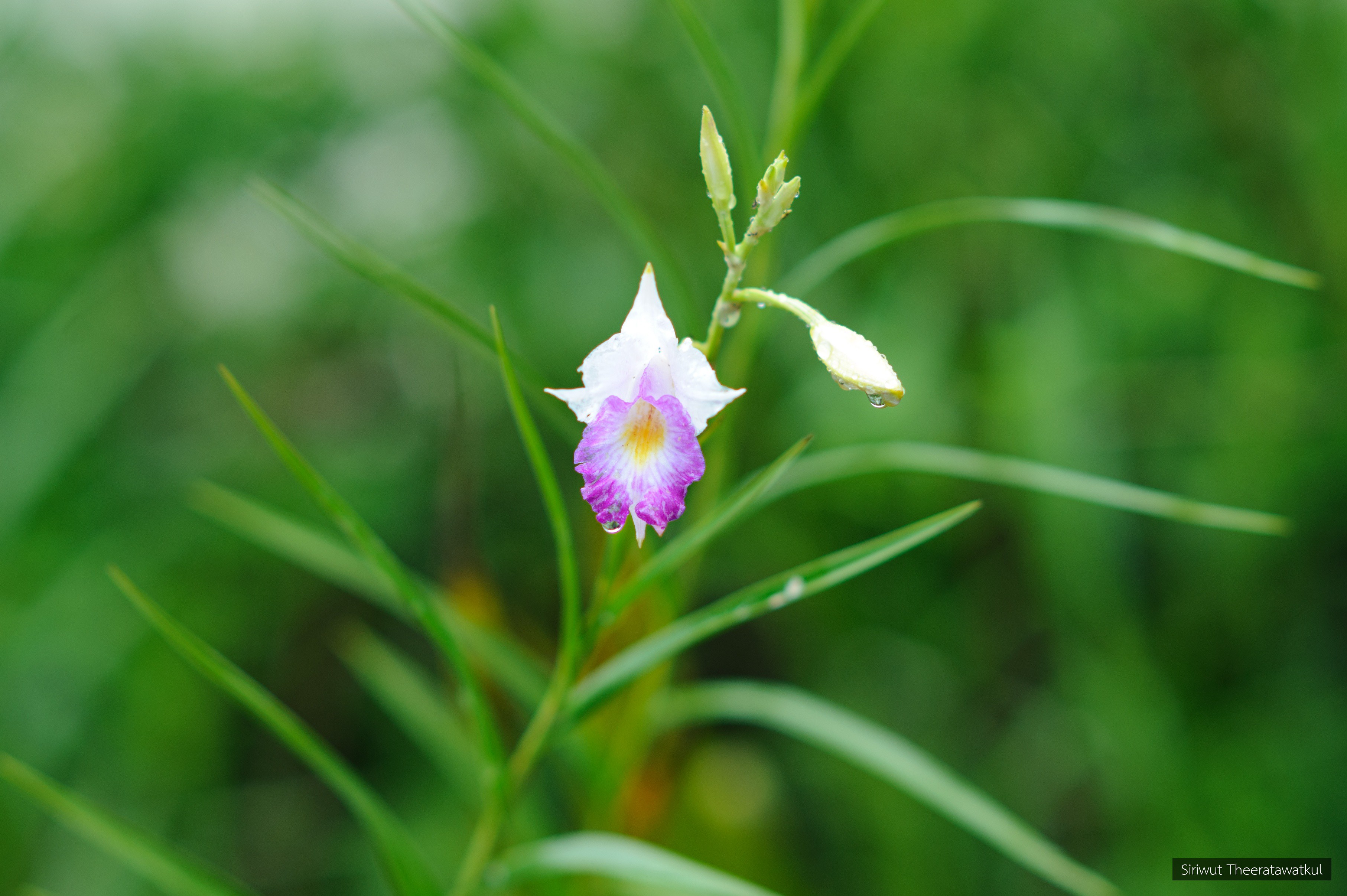 Arundina graminifolia
