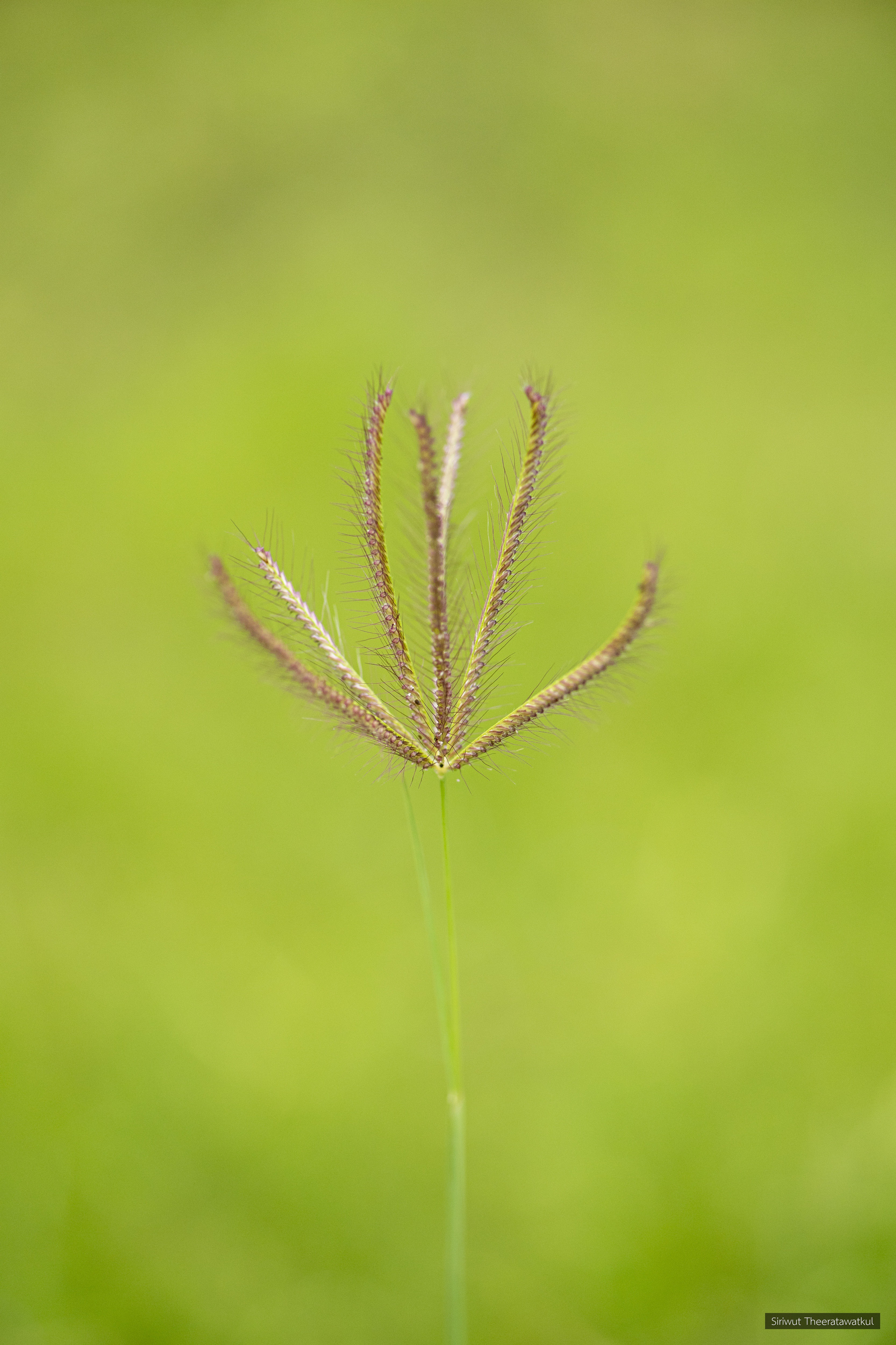 Chloris barbata